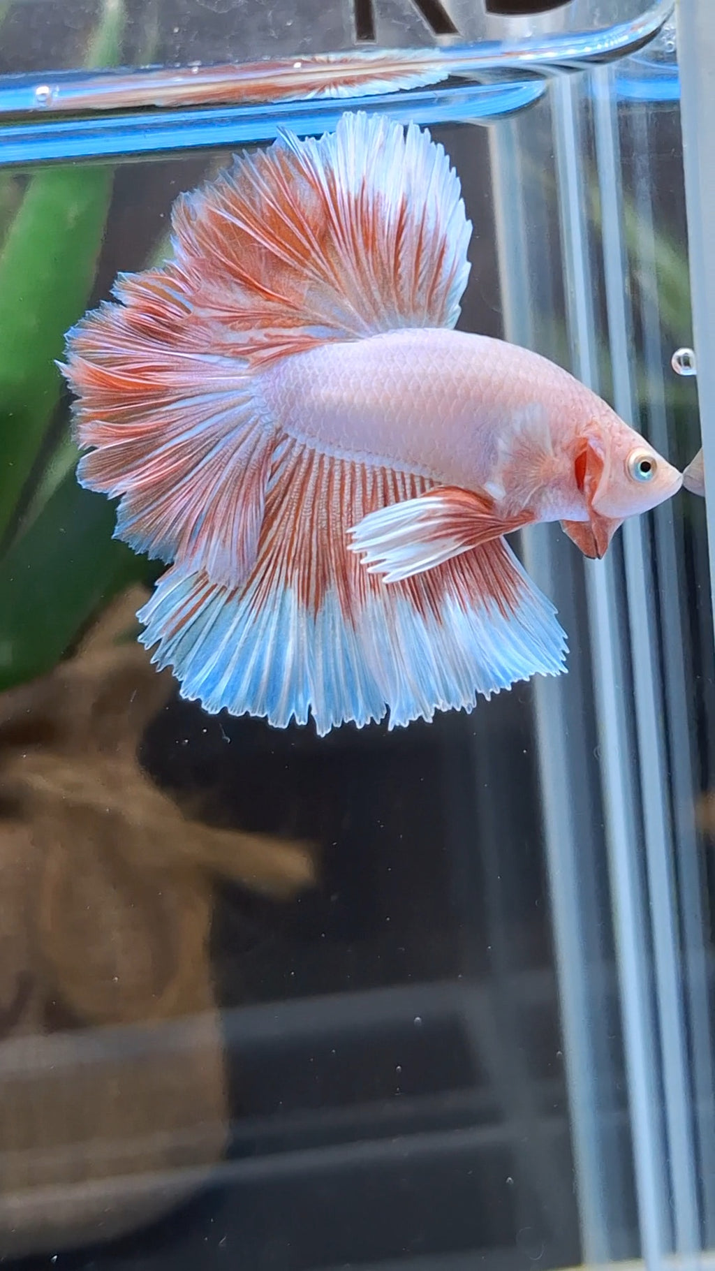 Halfmoon Feathertail Pink Aurora Betta Fish Male