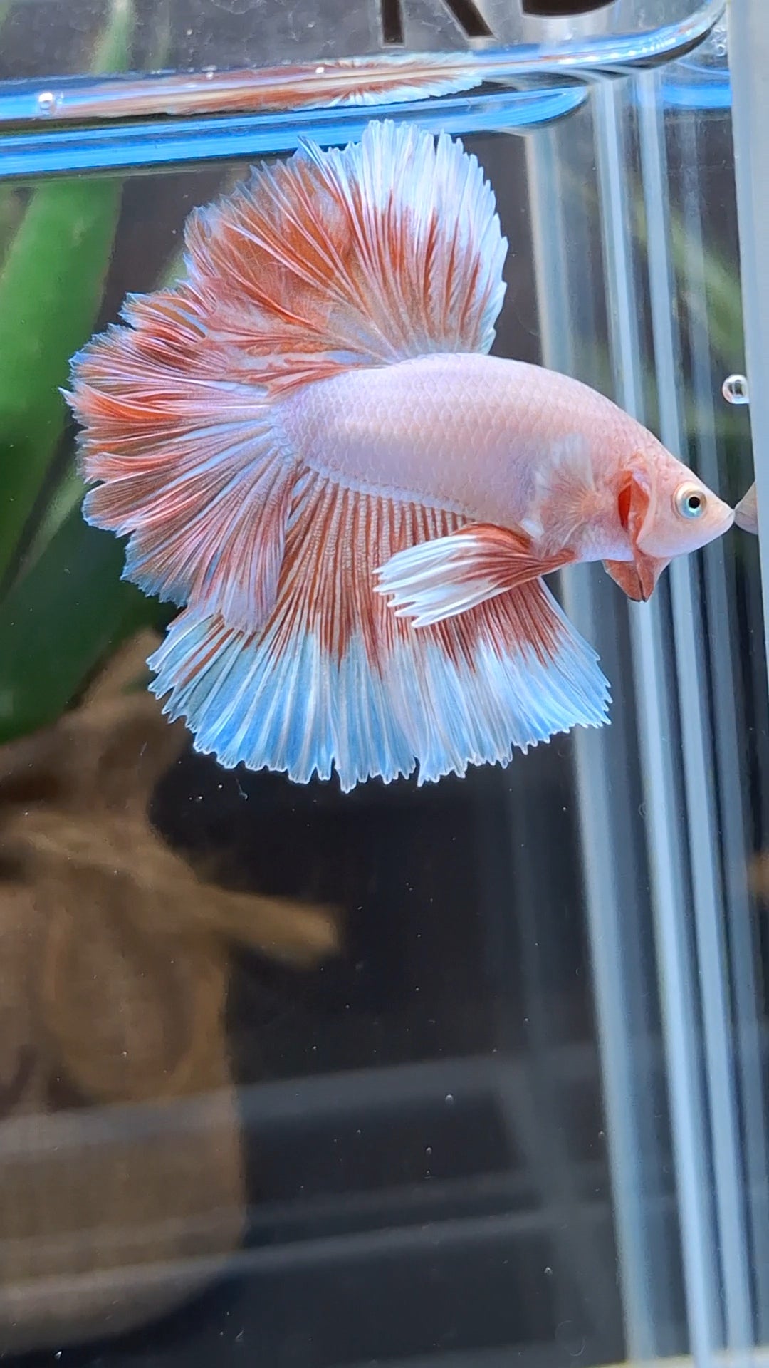 Halfmoon Feathertail Pink Aurora Betta Fish Male