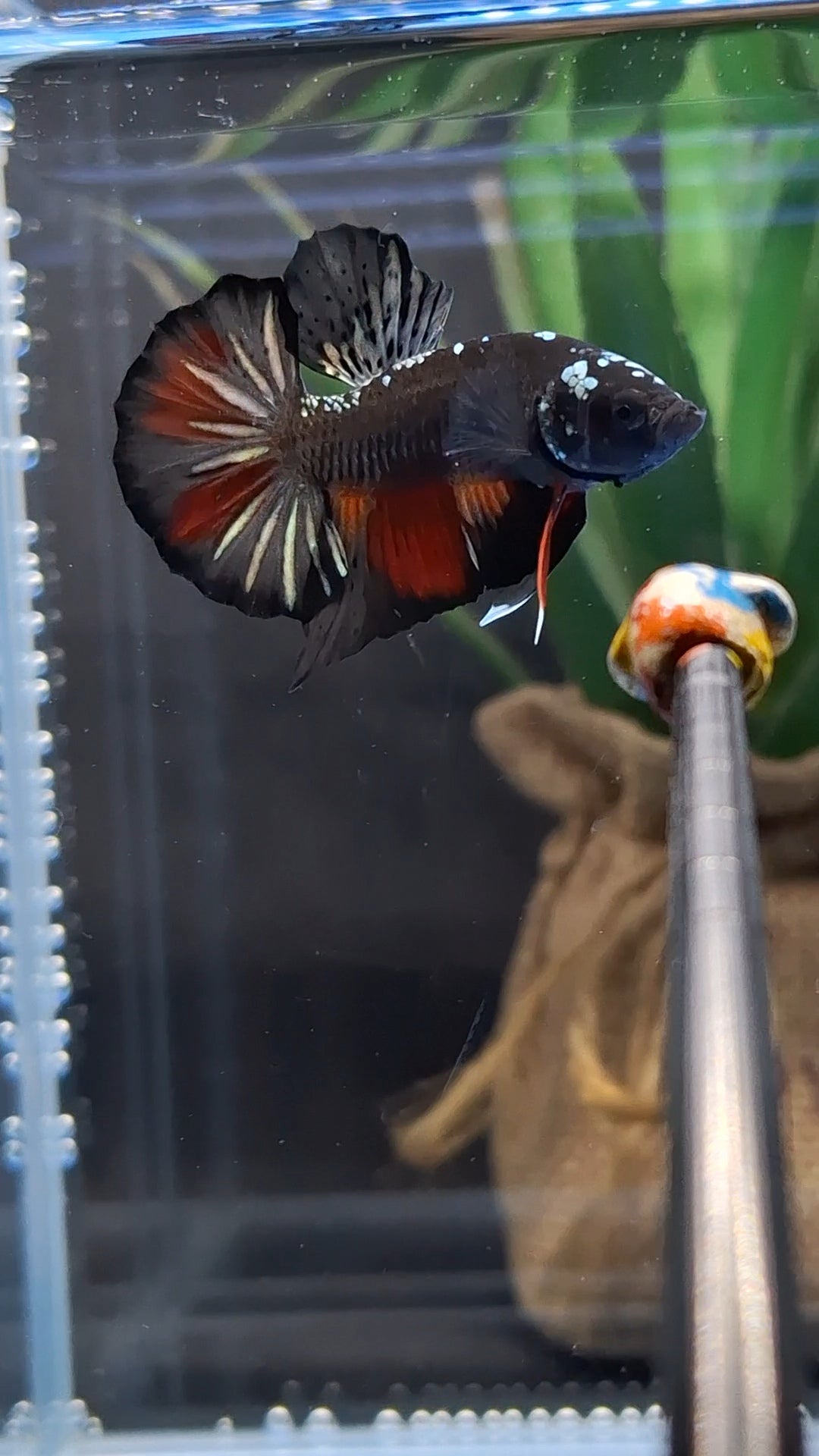 Avatar Black Variation Plakat HMPK Betta Fish Male