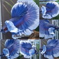 Super Dumbo Ear Halfmoon Blue Butterfly Betta Fish Male