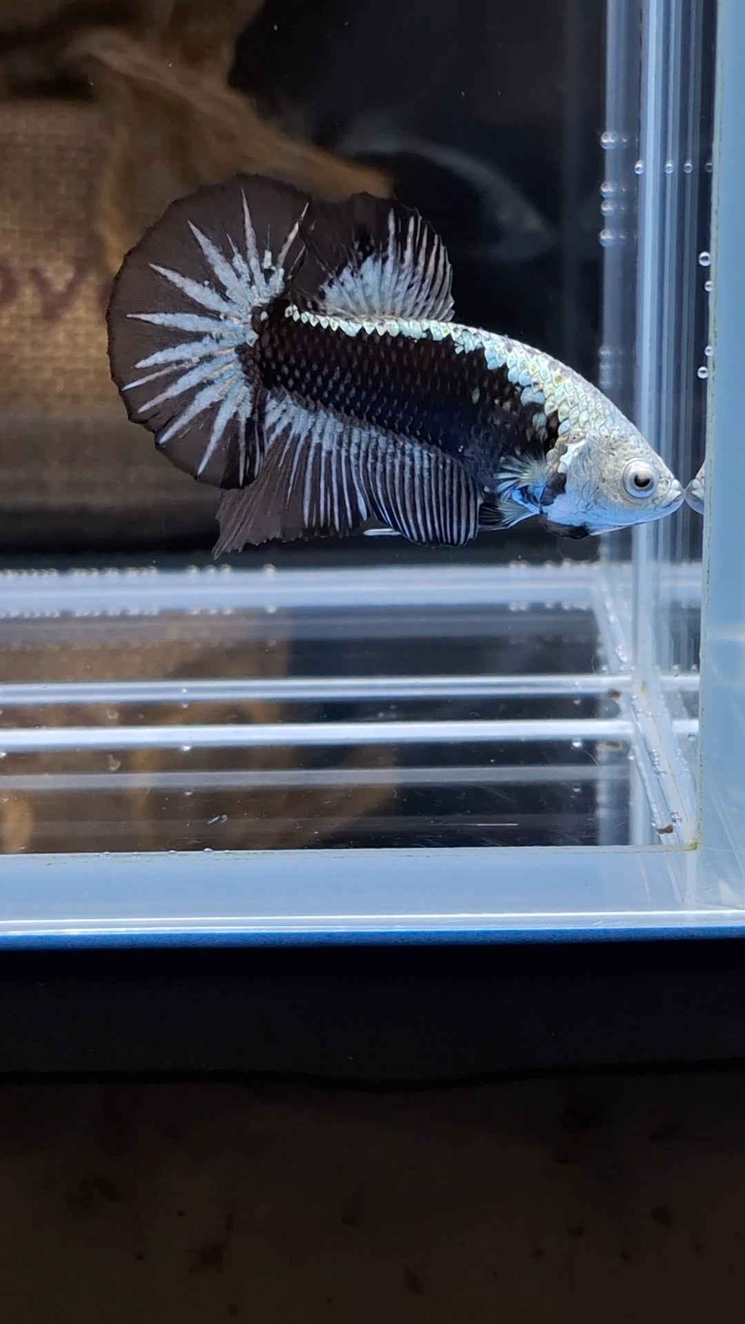 Samurai Plakat HMPK Betta Fish Male