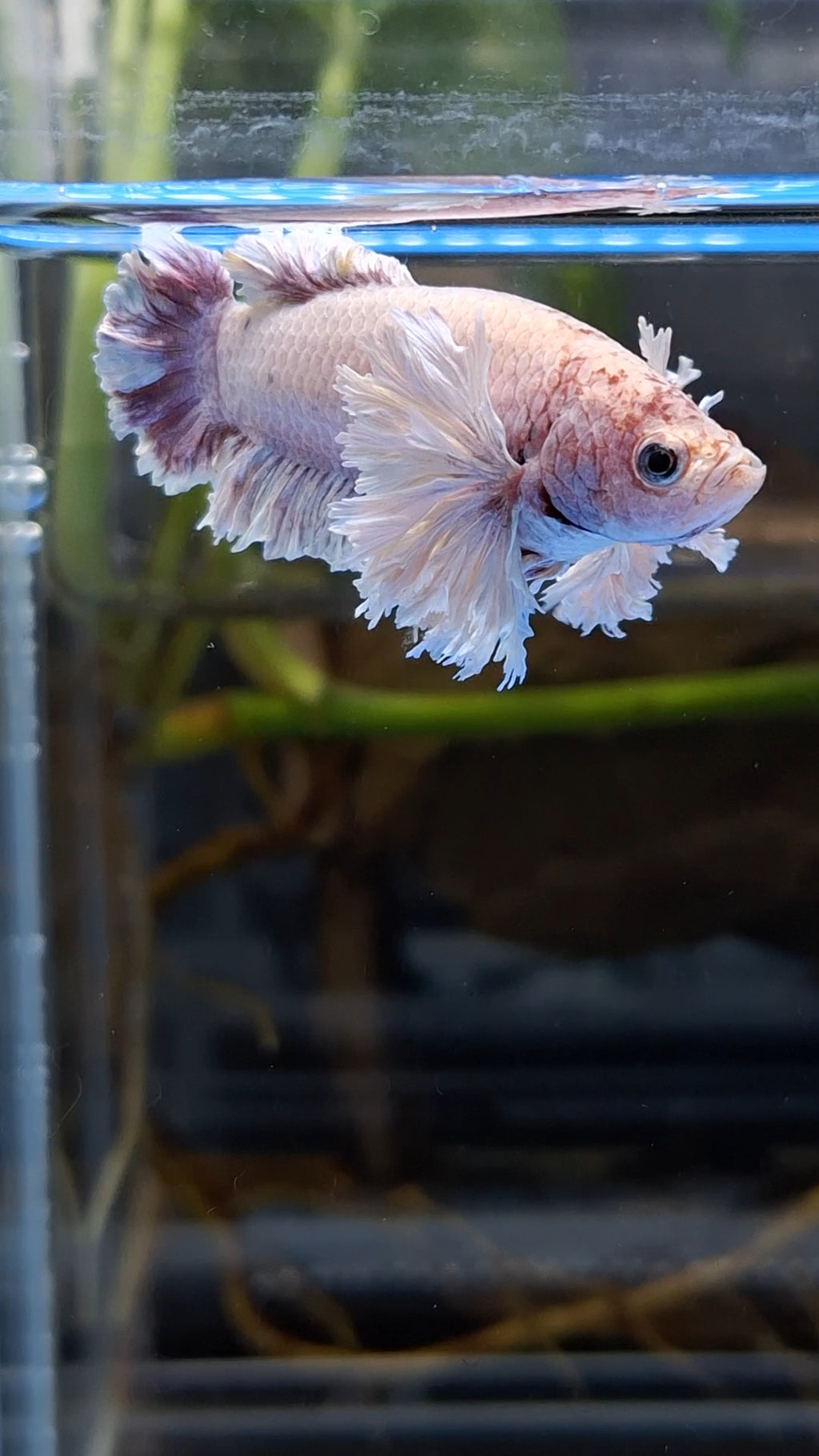 King Feathertail Rose Dumbo Ear Purple Pink Female Rare Betta Fish For Sorority / Breed