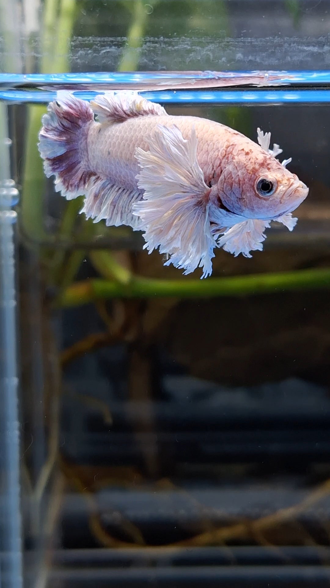 King Feathertail Rose Dumbo Ear Purple Pink Female Rare Betta Fish For Sorority / Breed