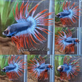 Crowntail Mascot Betta Fish Male