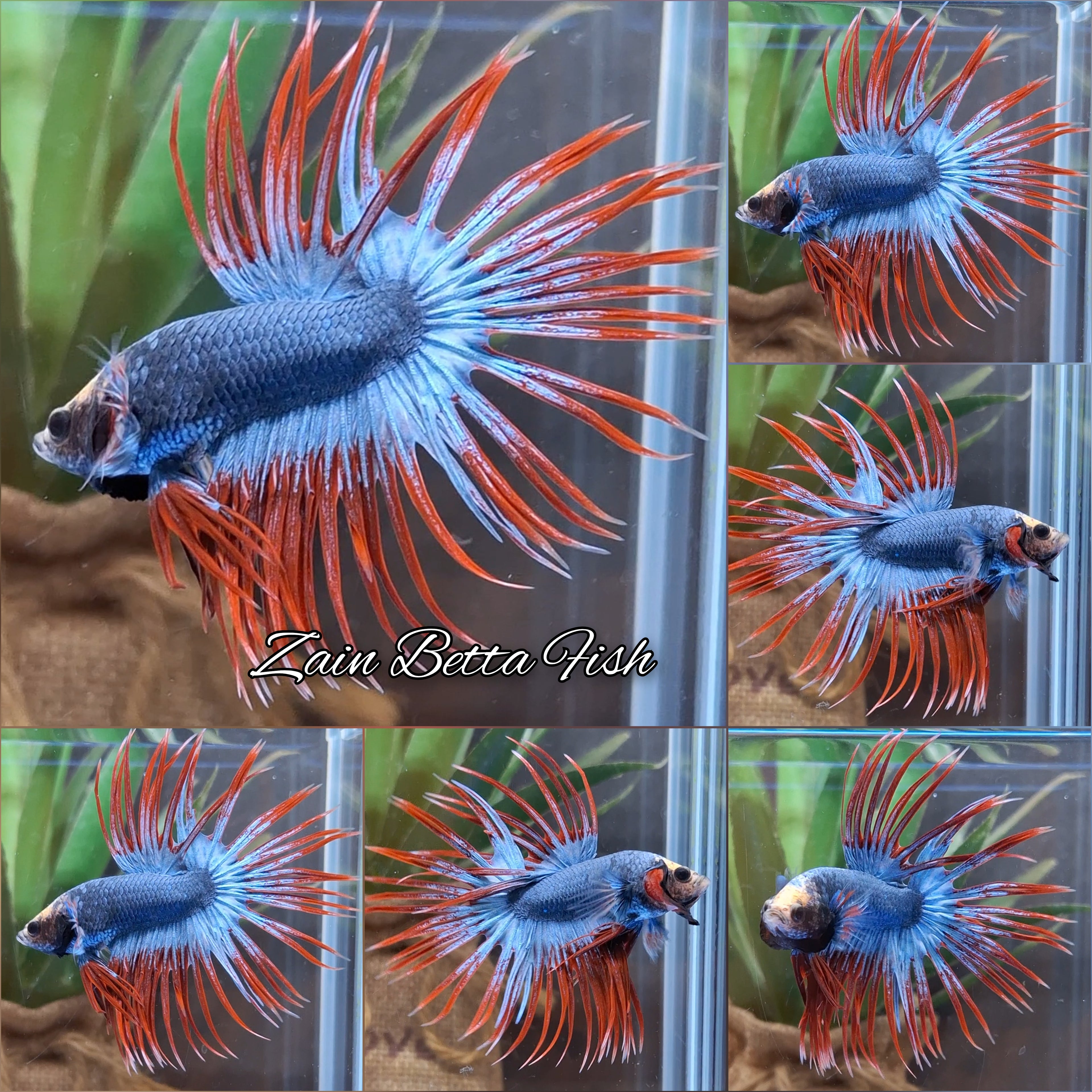 Crowntail Mascot Betta Fish Male