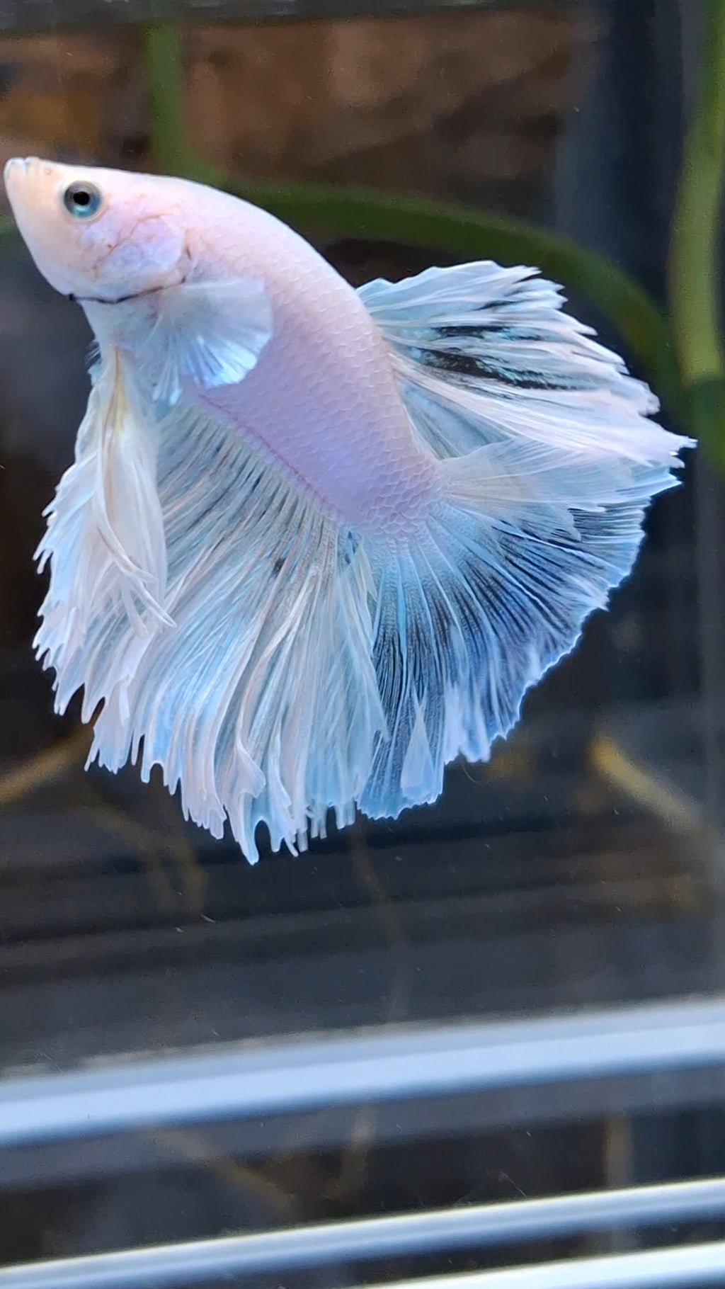 Halfmoon Feathertail White Unicorn Betta Fish Male