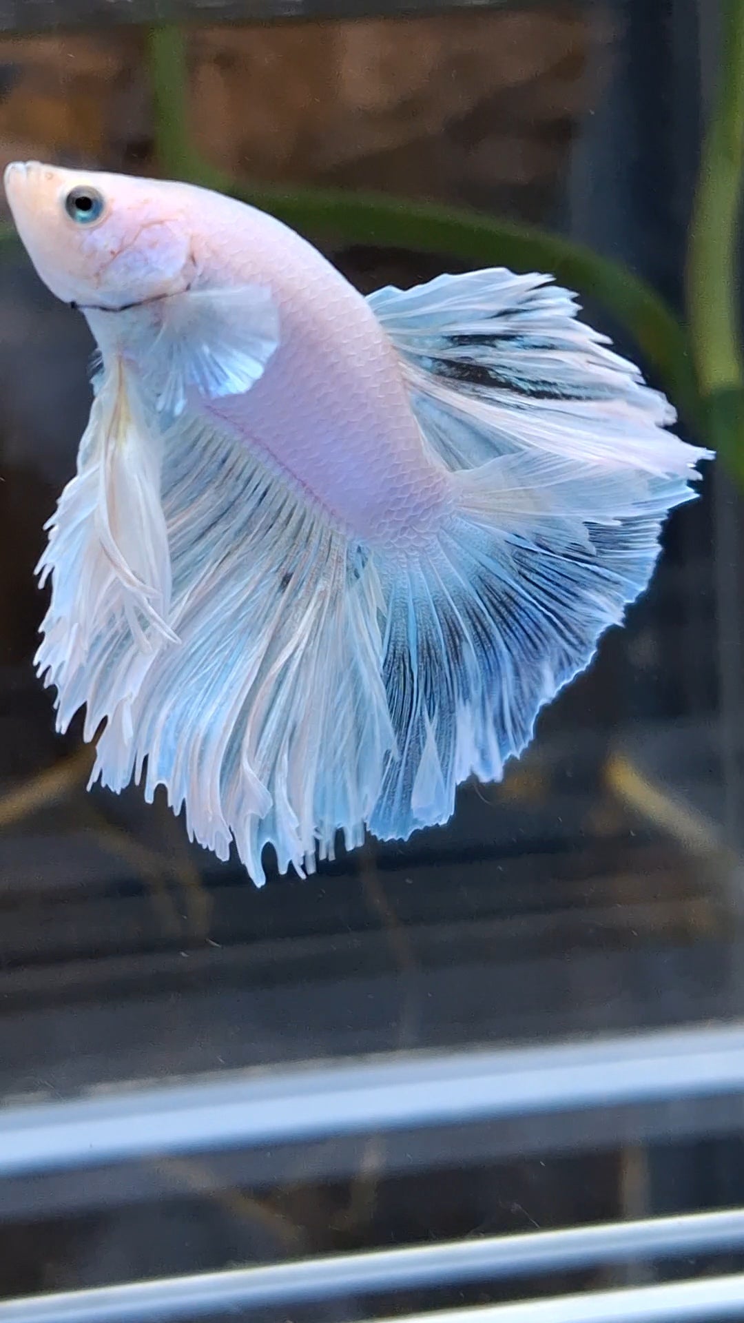 Halfmoon Feathertail White Unicorn Betta Fish Male