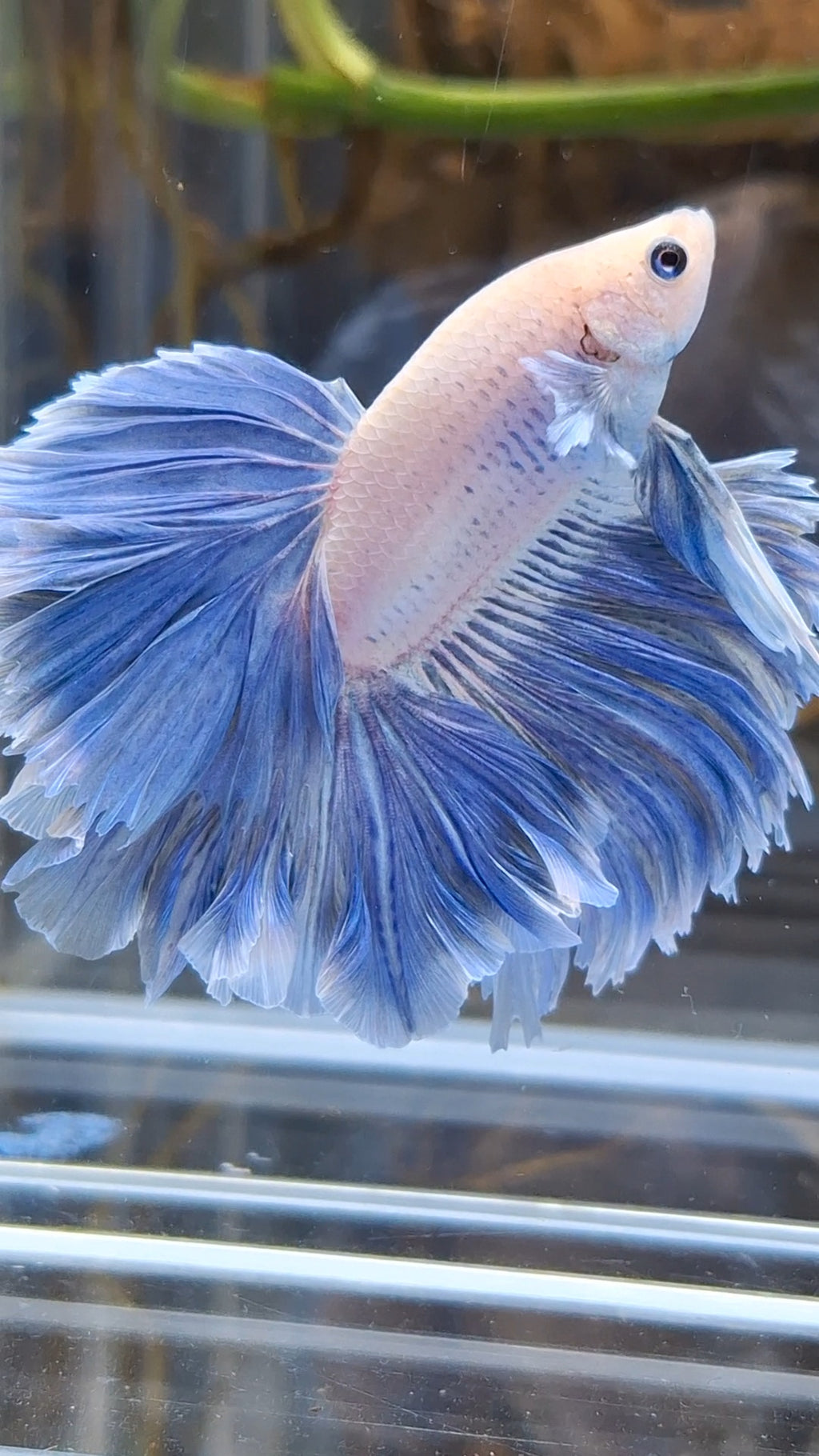 Over Halfmoon Feathertail Blue Sky Butterfly Large Size Rare Betta Fish Male