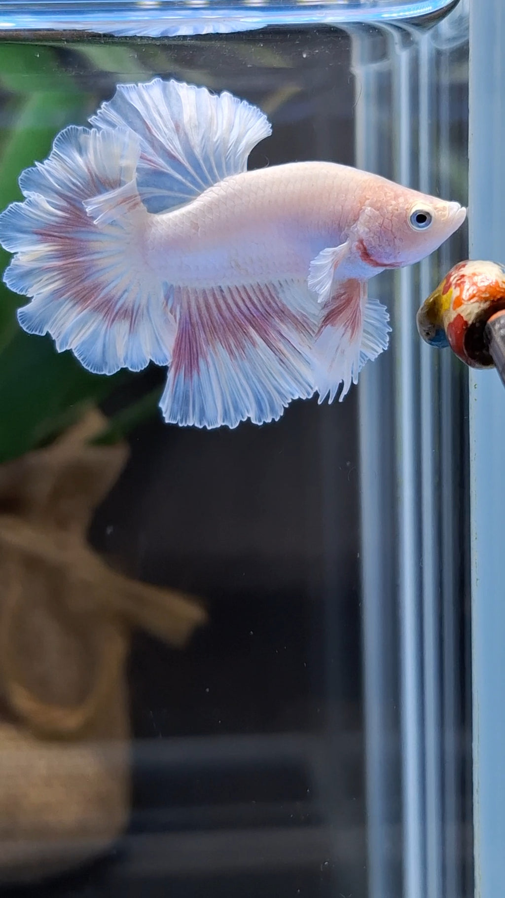 King Feathertail Pink Sweet Color Butterfly Betta Fish Male