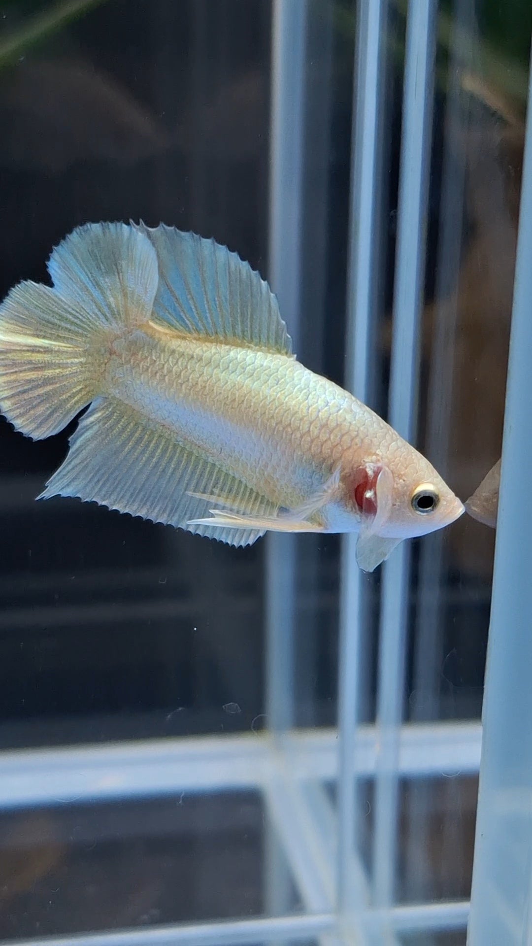 Junior Gold Double Tail Plakat DTPK HMPK Betta Fish Male