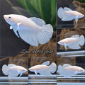 Halfmoon White Platinum Betta Fish Female For Sorority / Breed