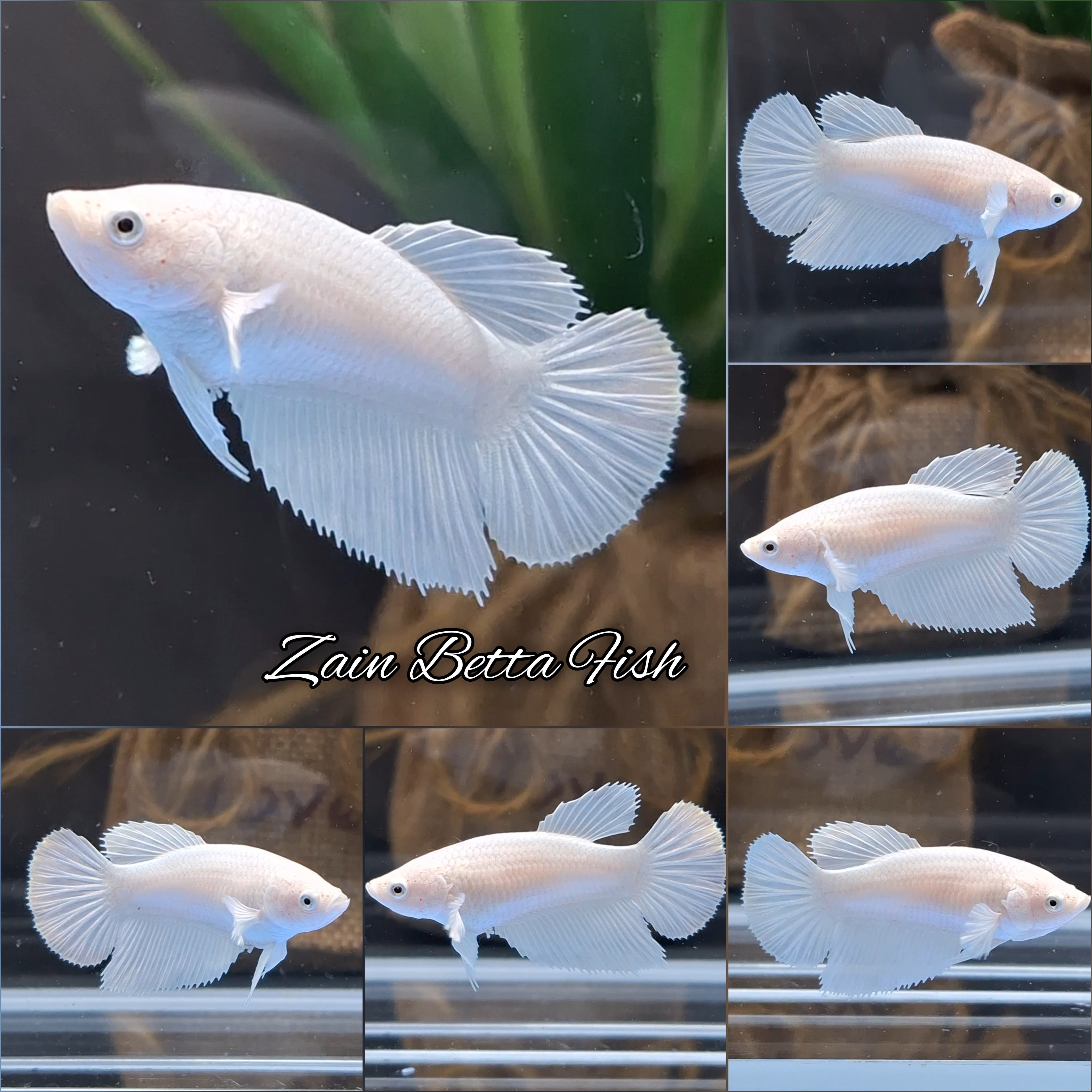 Halfmoon White Platinum Betta Fish Female For Sorority / Breed