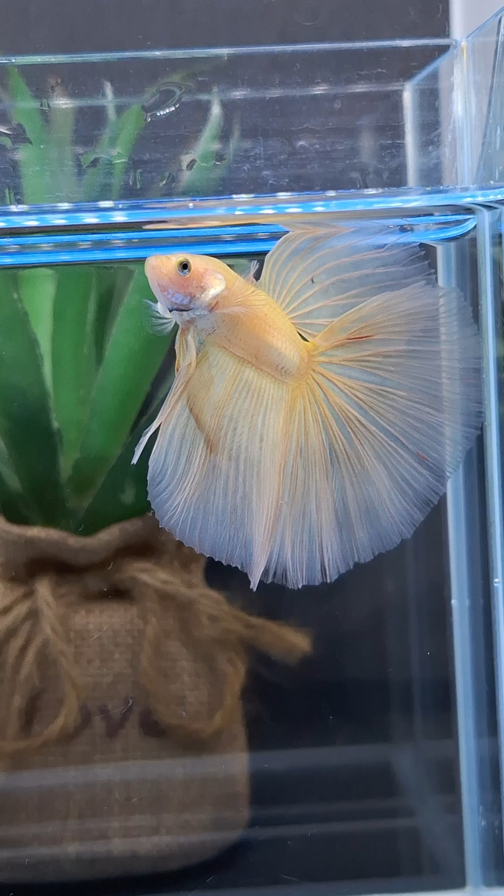 Over Halfmoon Yellow Solid Premium Betta Fish Male