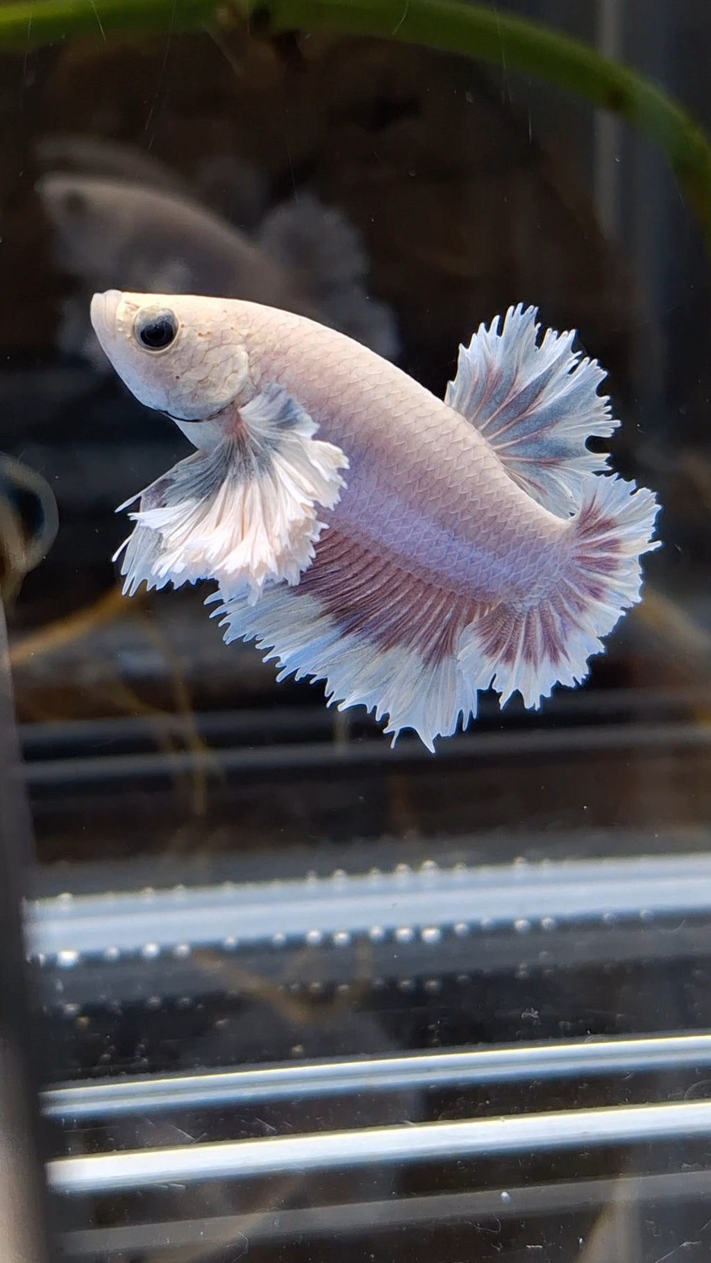 King Feathertail Rose Dumbo Ear Plakat HMPK Rare Betta Fish Male