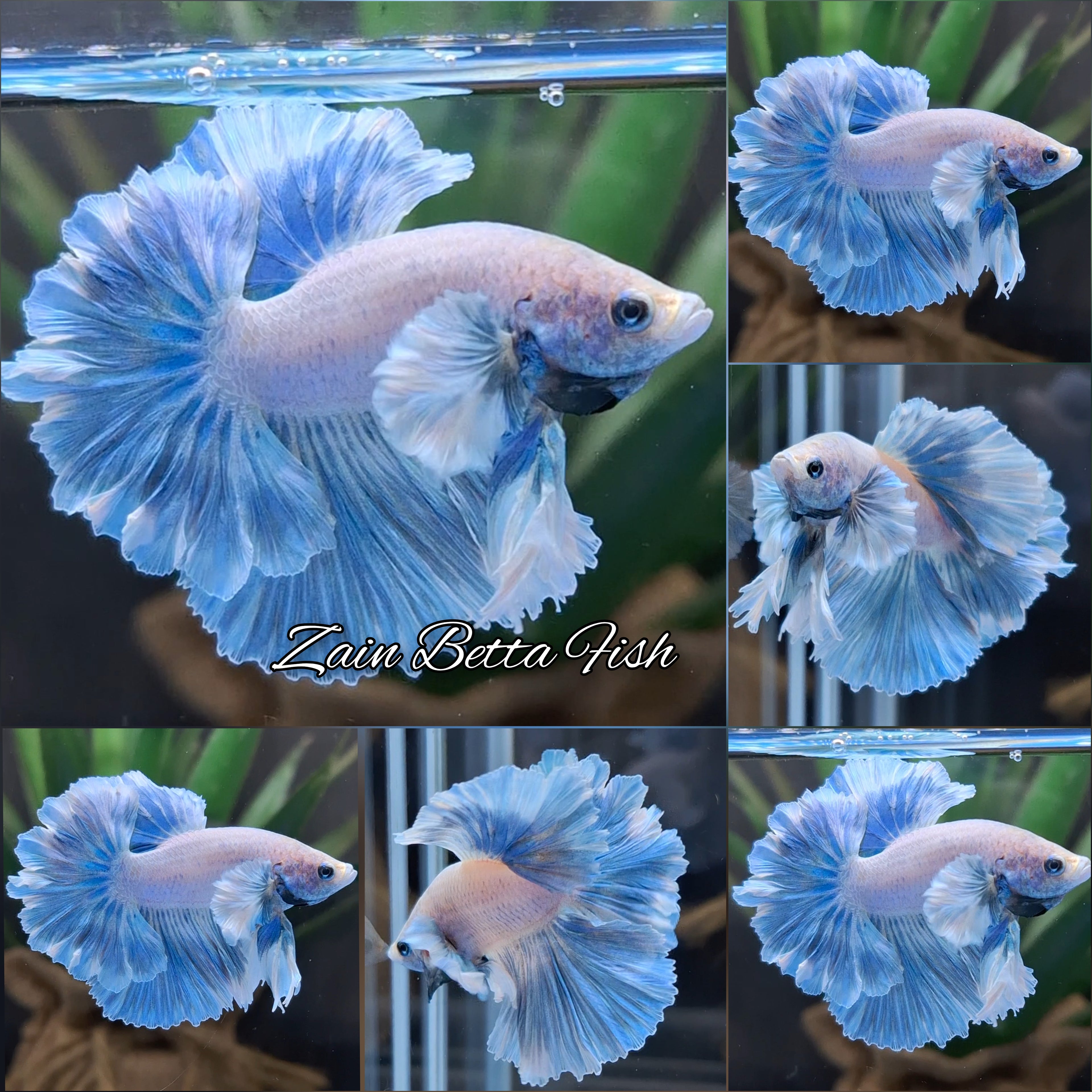 King Feathertail Rose Dumbo Ear Blue Sky Betta Fish Male