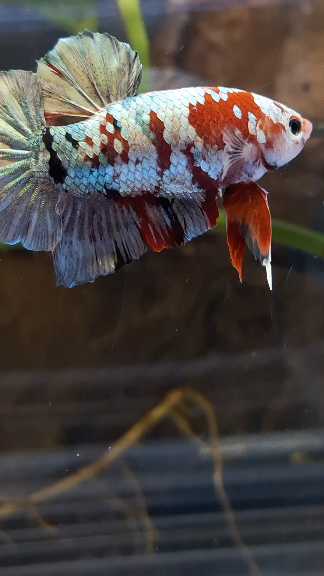 Red Koi Copper Gold Iron Man Plakat HMPK Betta Fish Male