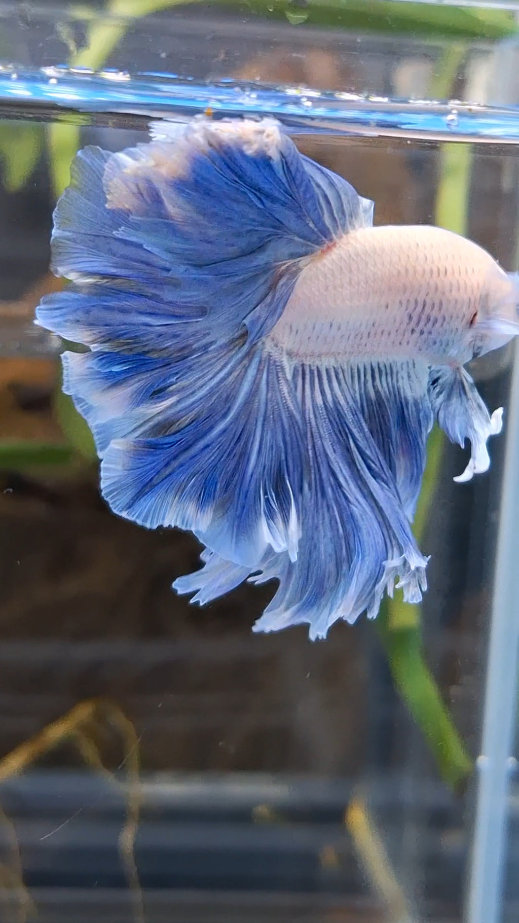 Over Halfmoon Feathertail Blue Sky Butterfly Large Size Rare Betta Fish Male