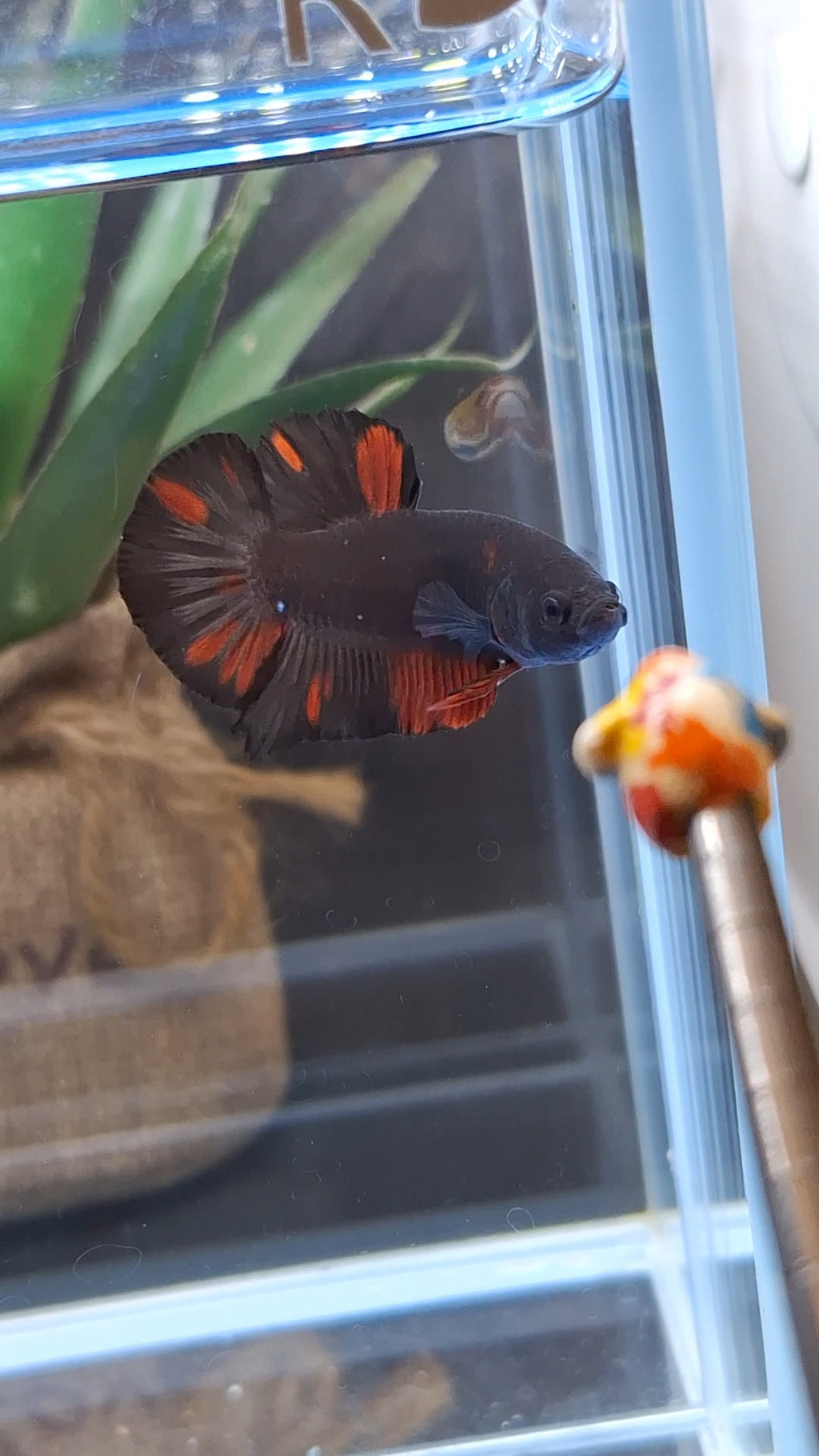 Avatar Black Red Vampire Fire Plakat HMPK Betta Fish Male