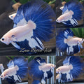 Halfmoon Blue Rim Betta Fish Male