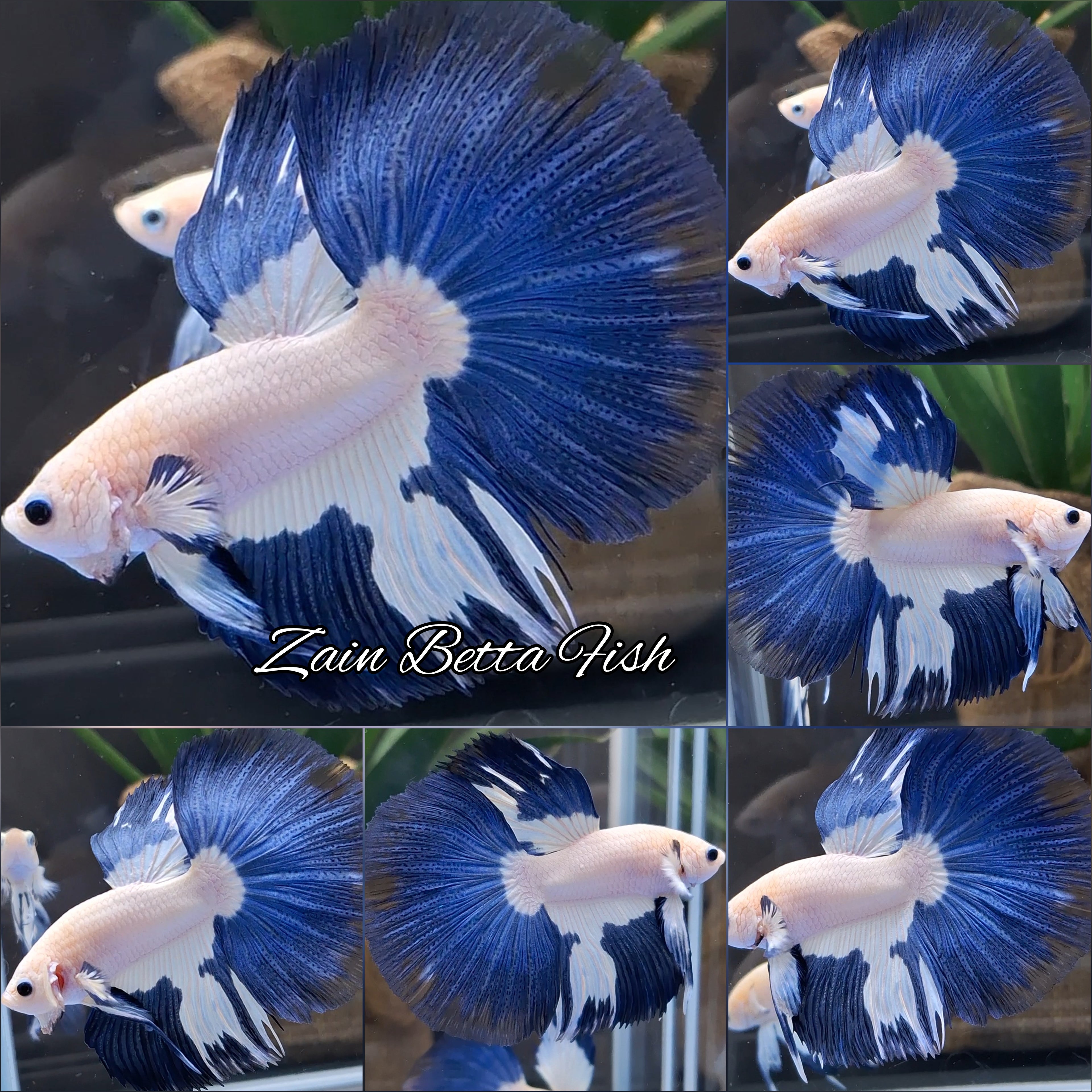 Halfmoon Blue Rim Betta Fish Male