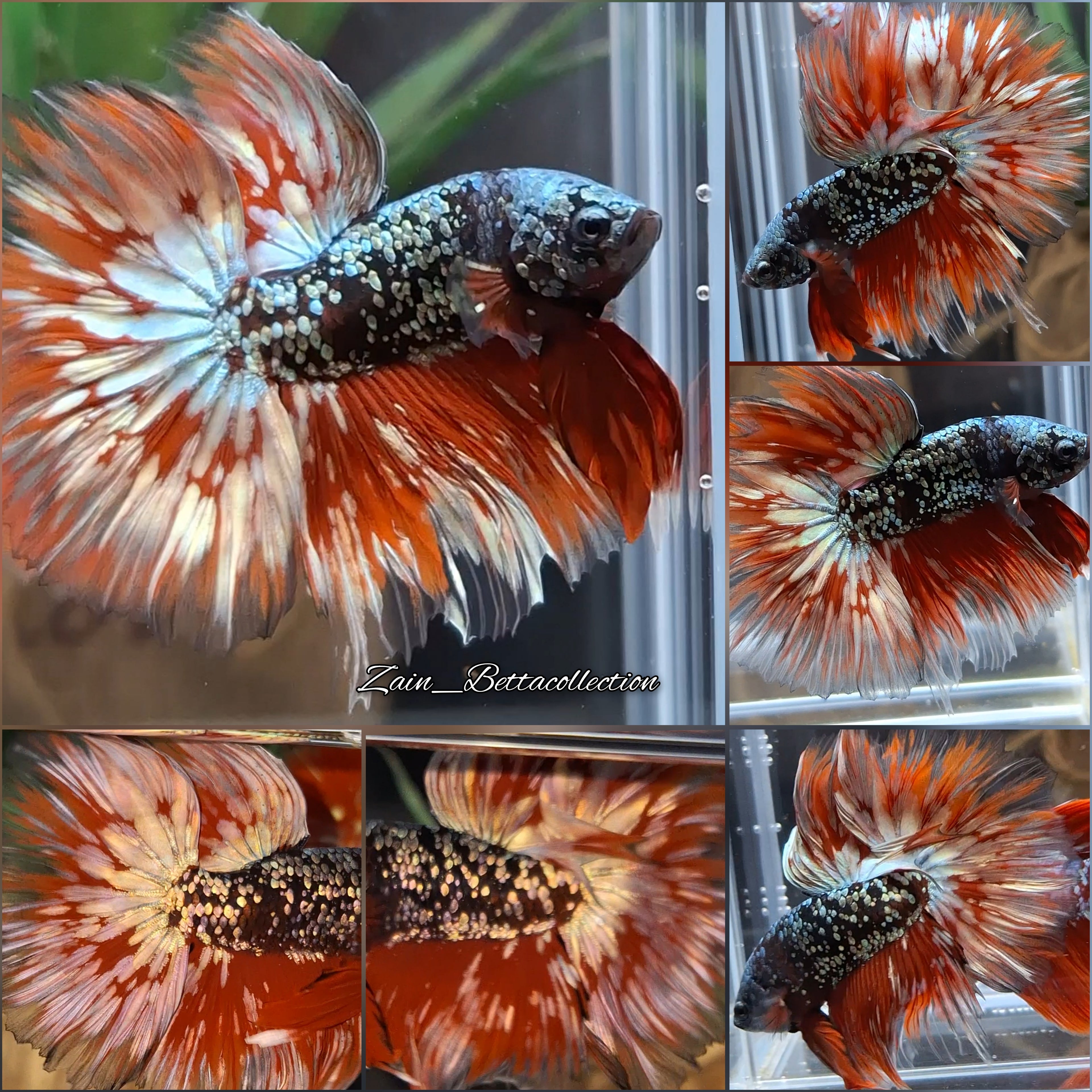Halfmoon Avatar Gold Copper Luxury Betta Fish Male
