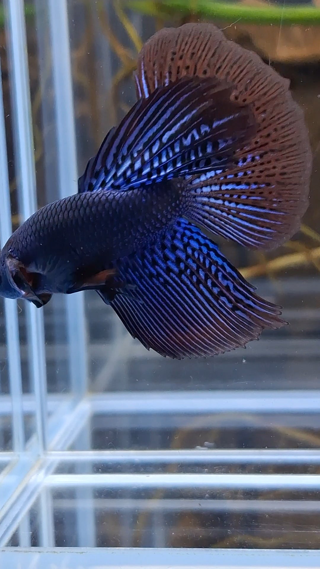 Alien Long Fins Blue Rare Wild Betta Fish Male