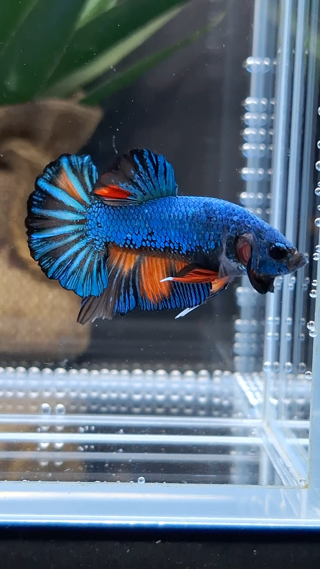 Avatar Black Variation Fancy Plakat HMPK Betta Fish Male