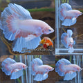 Halfmoon Pink Butterfly Betta Fish Male