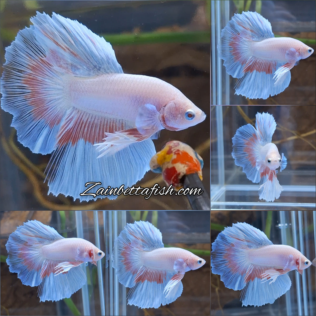 Halfmoon Pink Butterfly Betta Fish Male