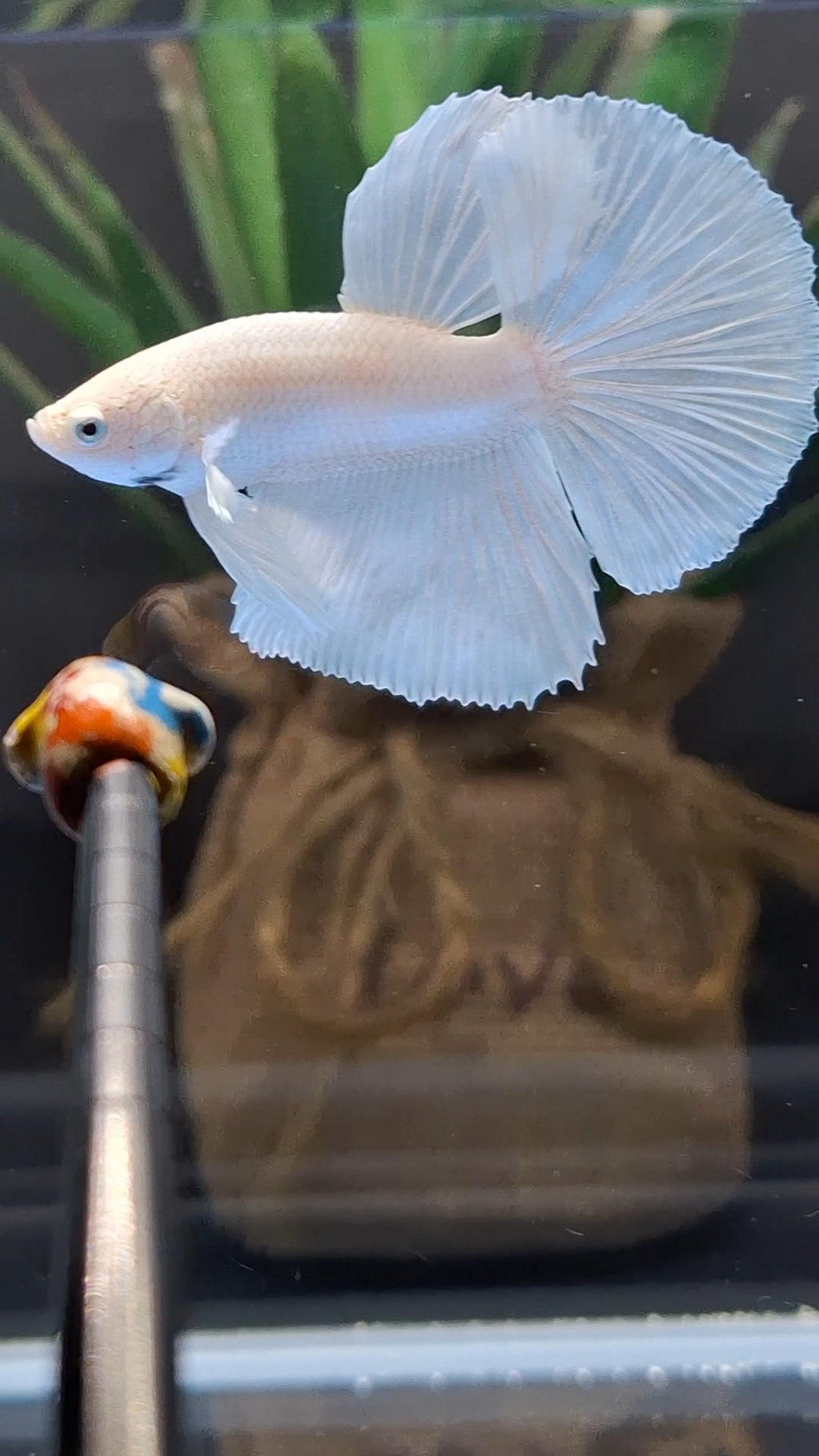 Halfmoon White Platinum Betta Fish Male