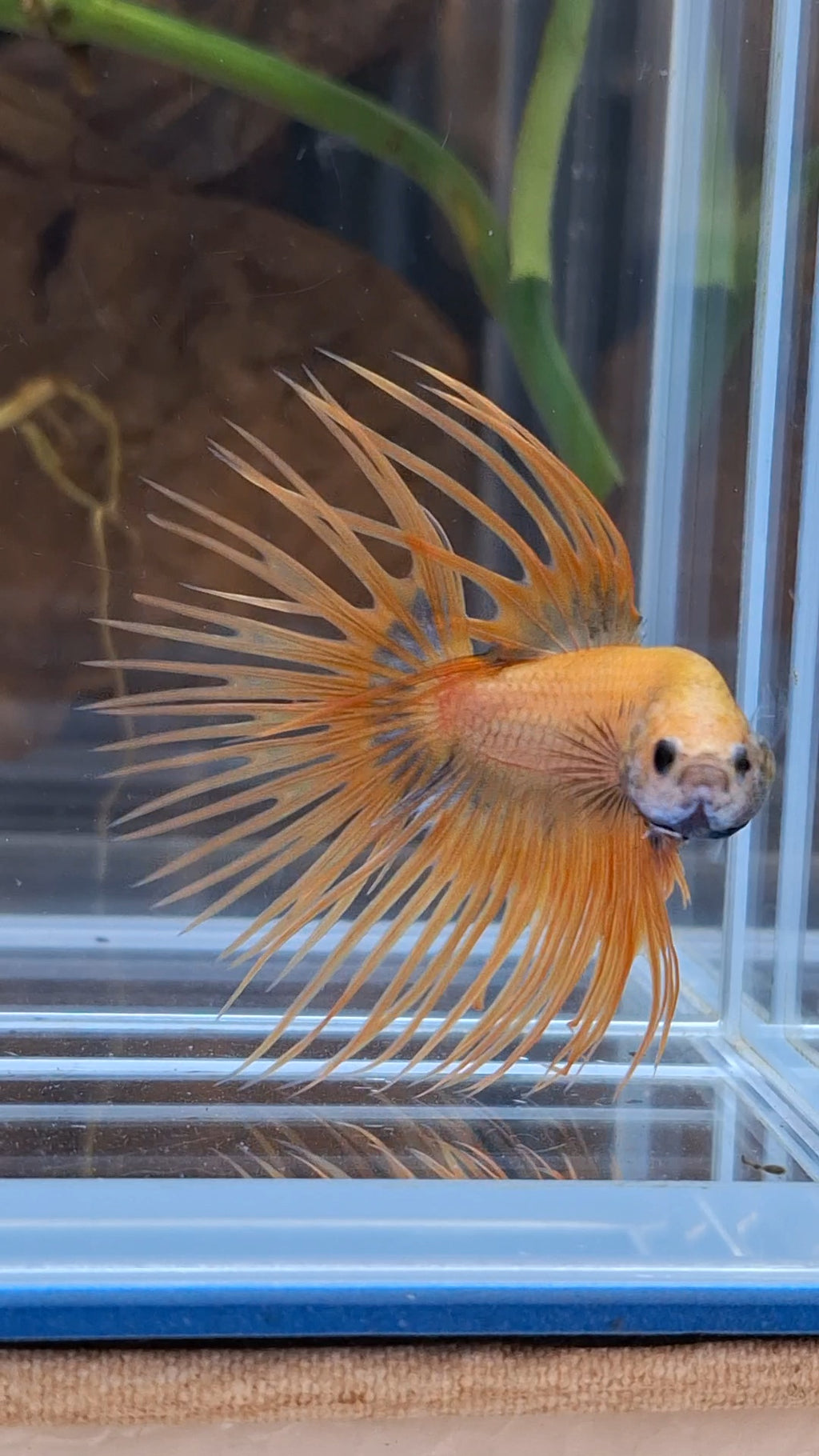 Crowntail Betta Fish Male