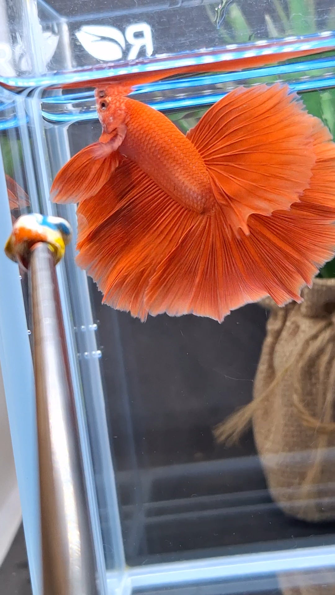 Over Halfmoon Red Solid Premium Betta Fish Male