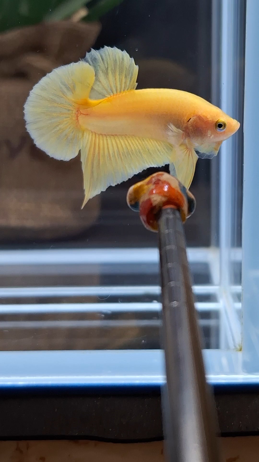 Junior Yellow Solid Color Plakat HMPK Betta Fish Male