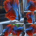 Imbellis Halfmoon Feathertail Rare Wild Betta Fish Male