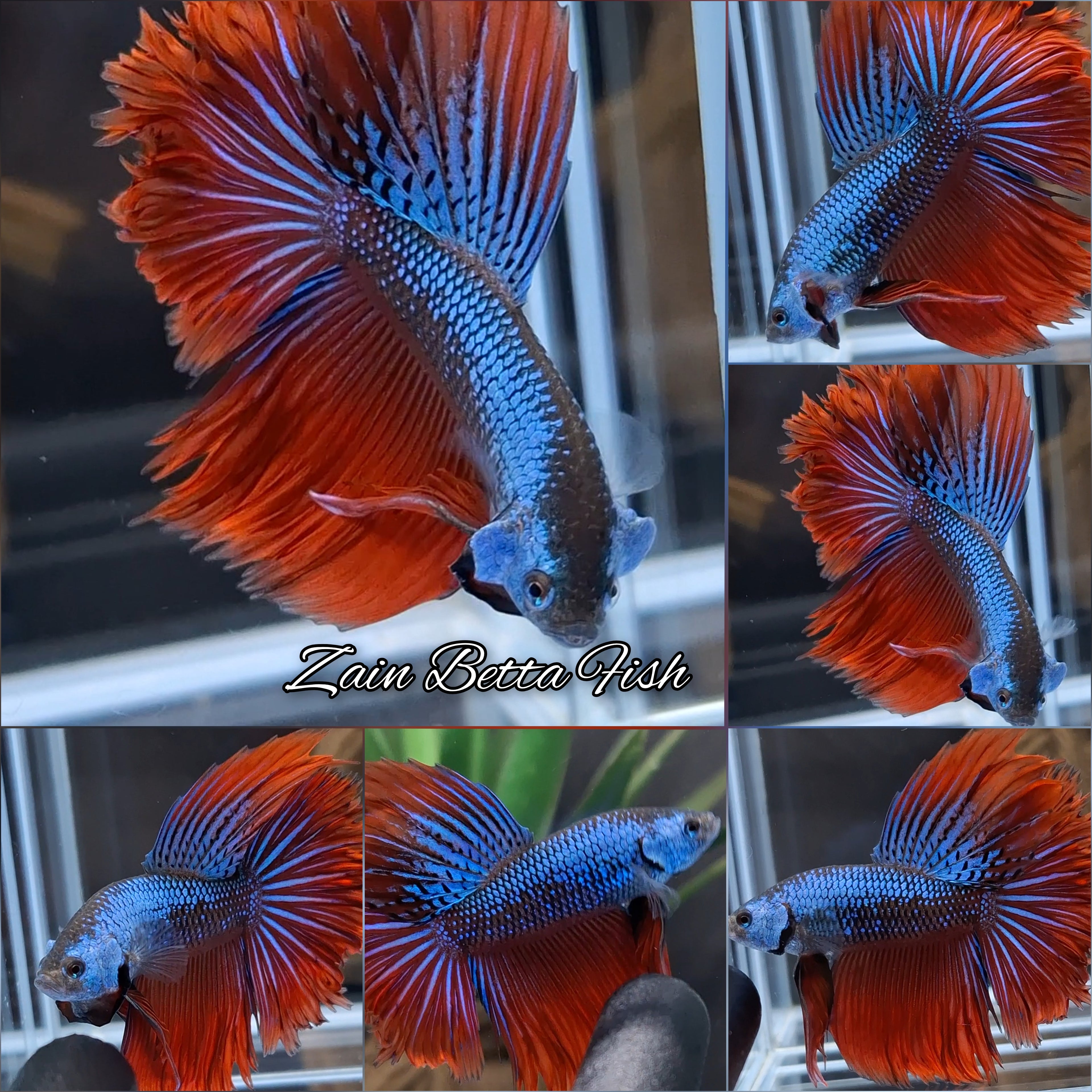 Imbellis Halfmoon Feathertail Rare Wild Betta Fish Male