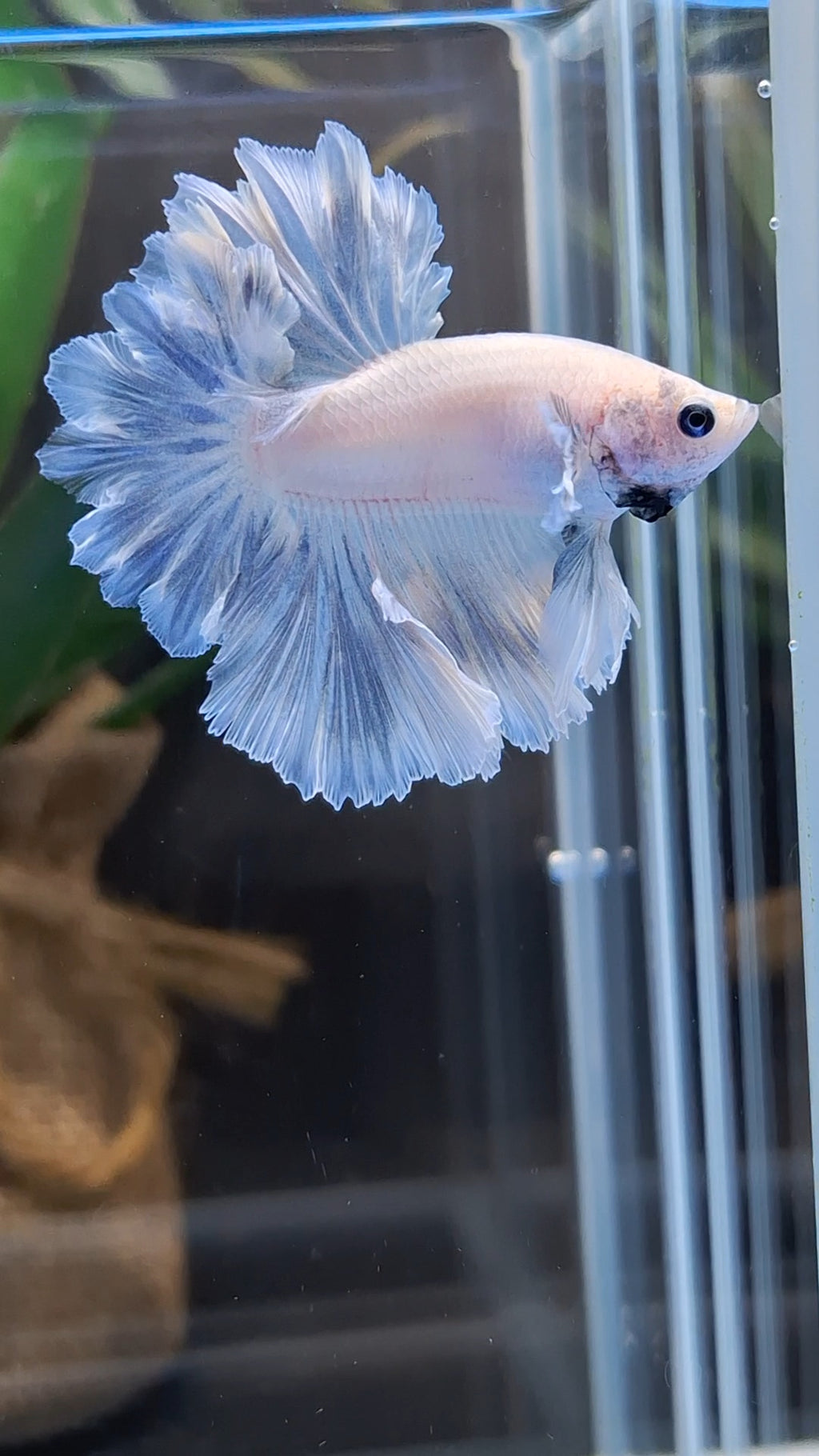 King Feathertail Pastel Blue Sky Betta Fish Male