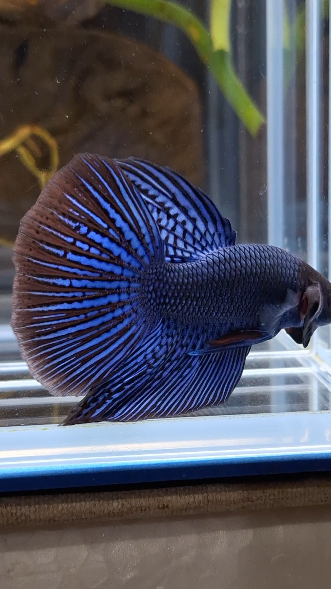 Alien Long Fins Blue Rare Wild Betta Fish Male