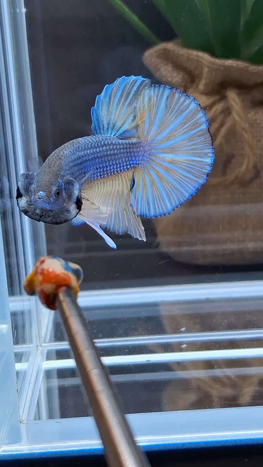 Mustard Gas Big Tail HMPK Betta Fish Male
