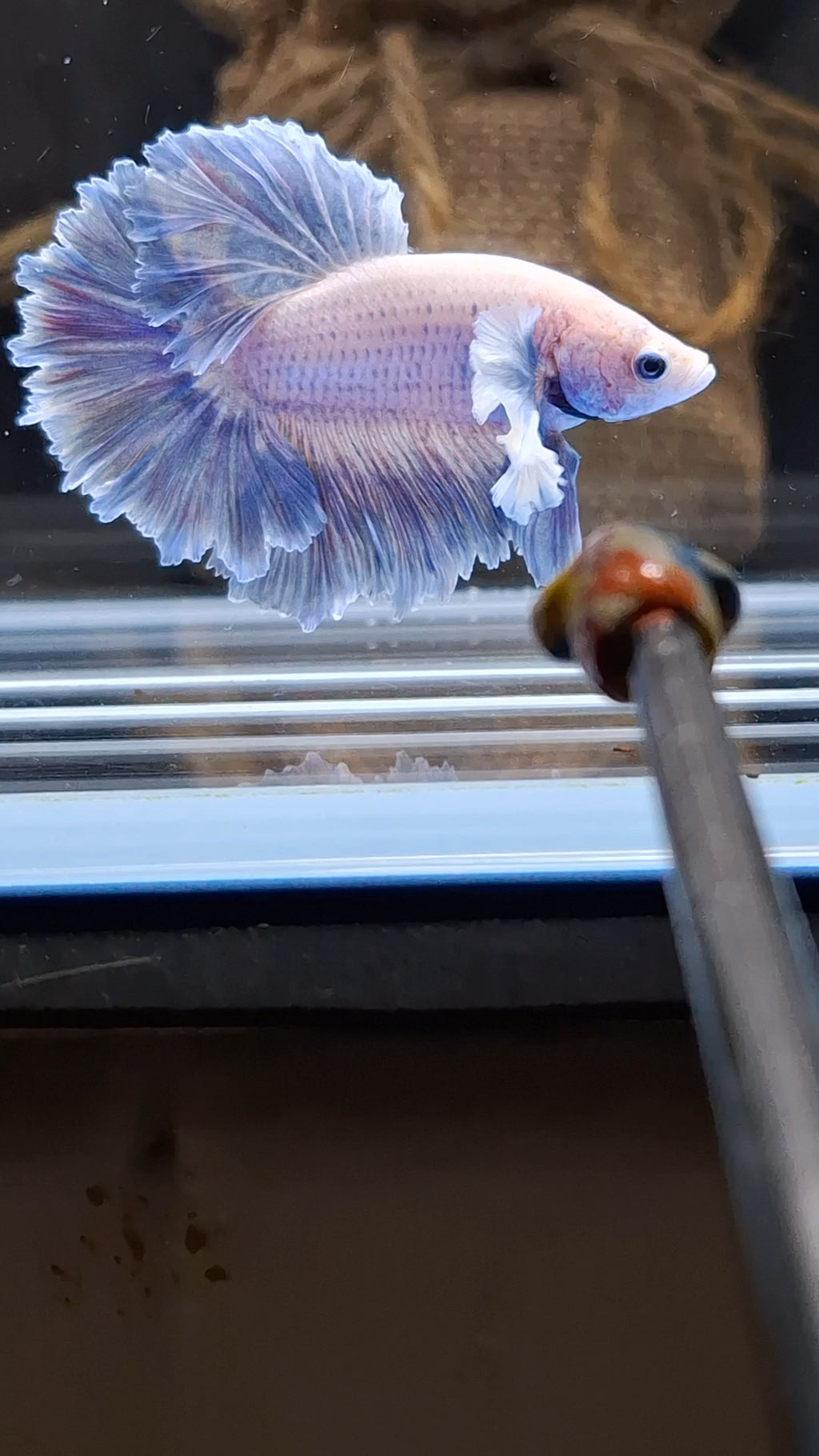 King Feathertail Rose Dumbo Ear Grizzle Betta Fish Male
