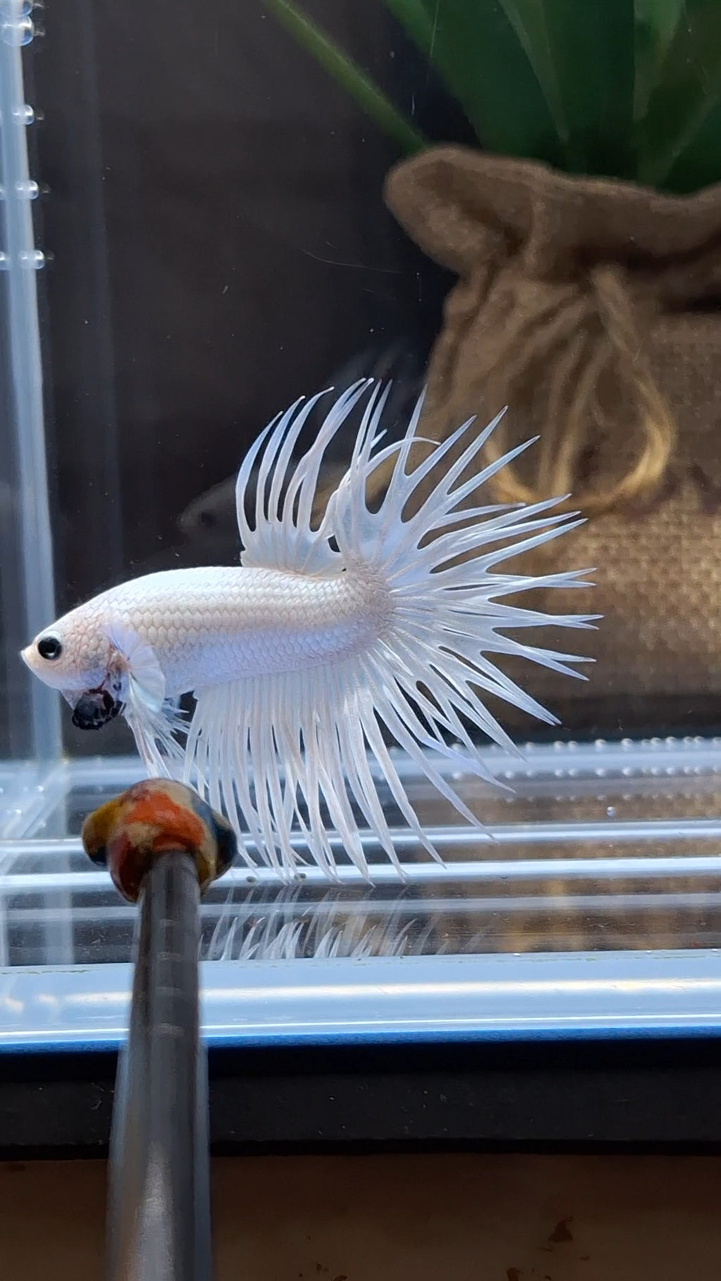 Crowntail White Platinum Betta Fish Male