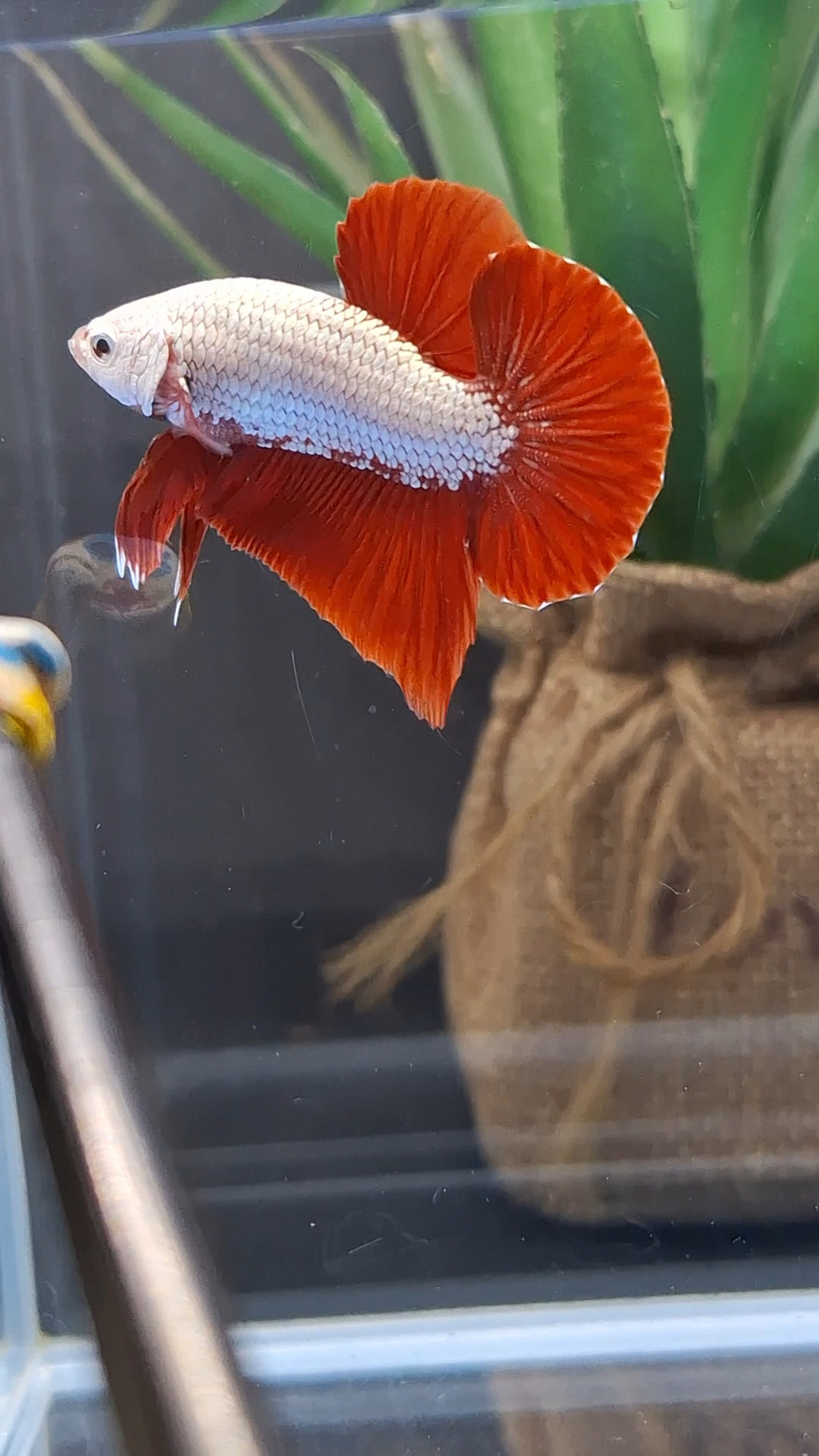 Red Dragon Plakat HMPK Betta Fish Male