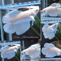 Halfmoon Double Tail Betta Fish Female