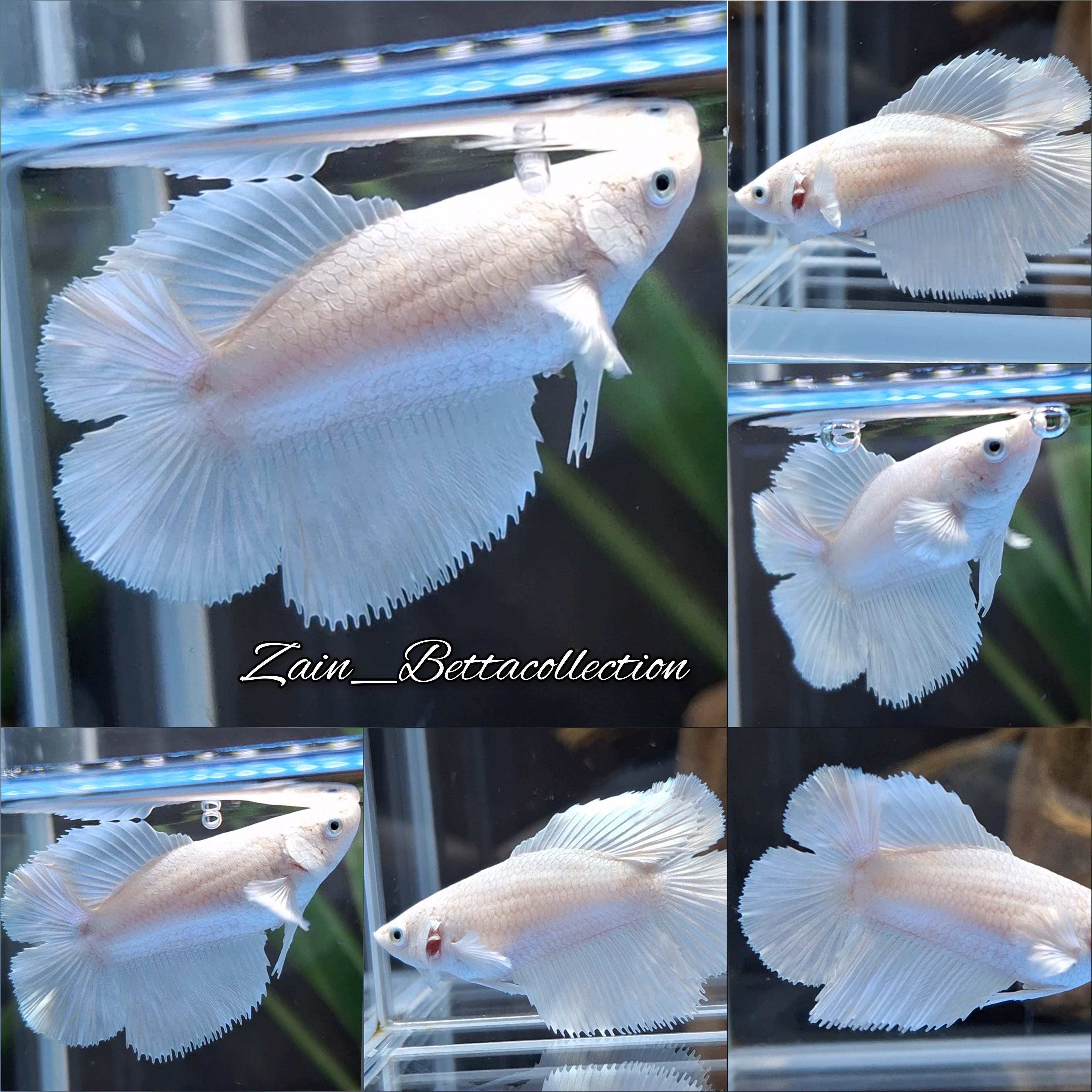 Halfmoon Double Tail Betta Fish Female