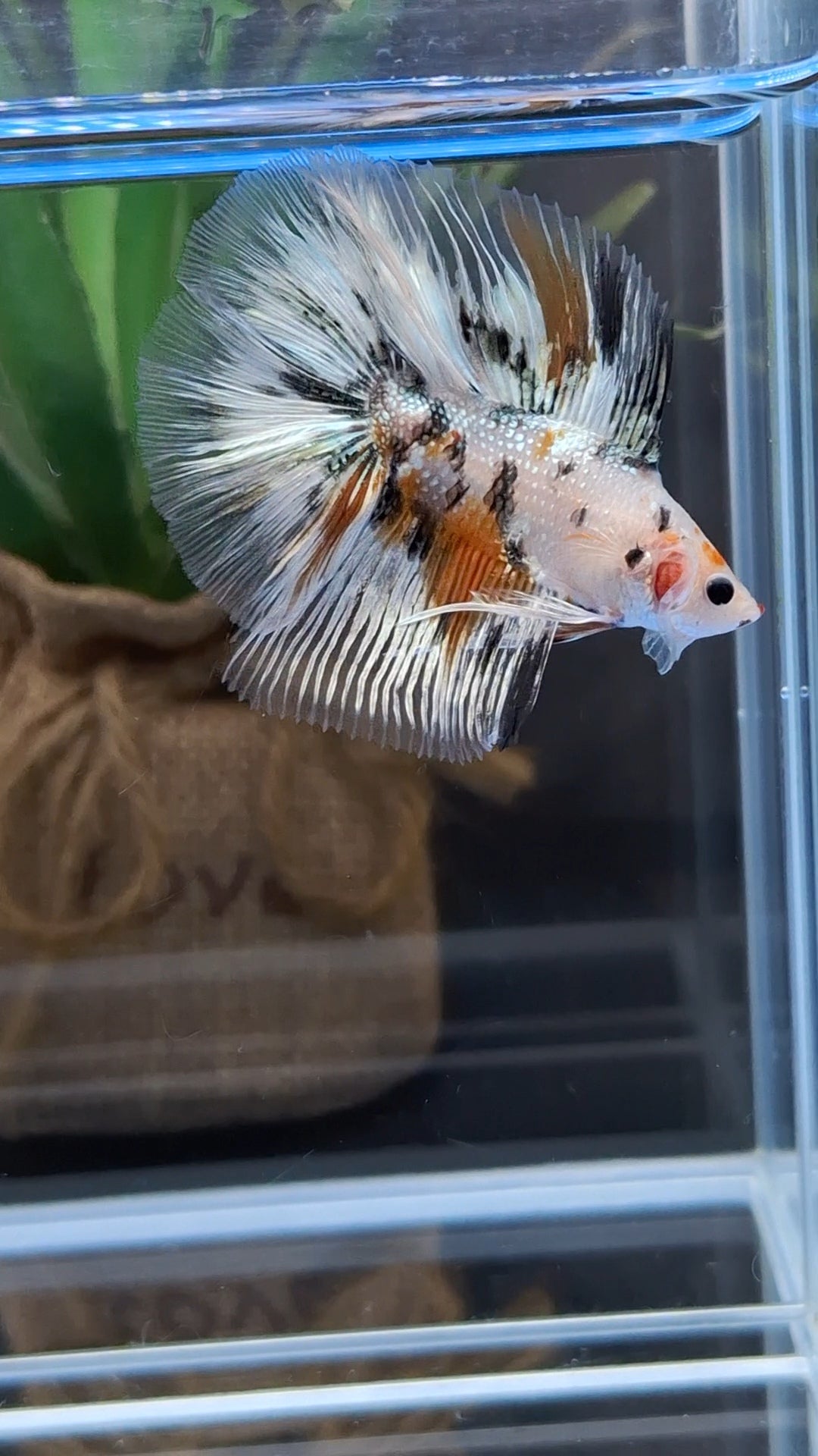 Halfmoon Double Tail Candy Copper Premium Betta Fish Male