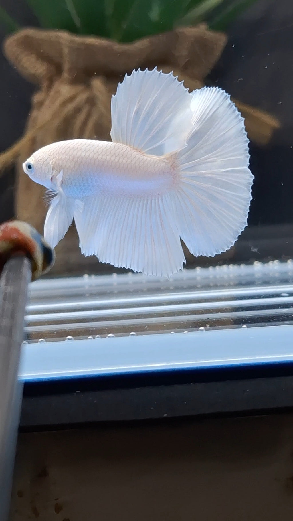 Halfmoon White Platinum Betta Fish Male