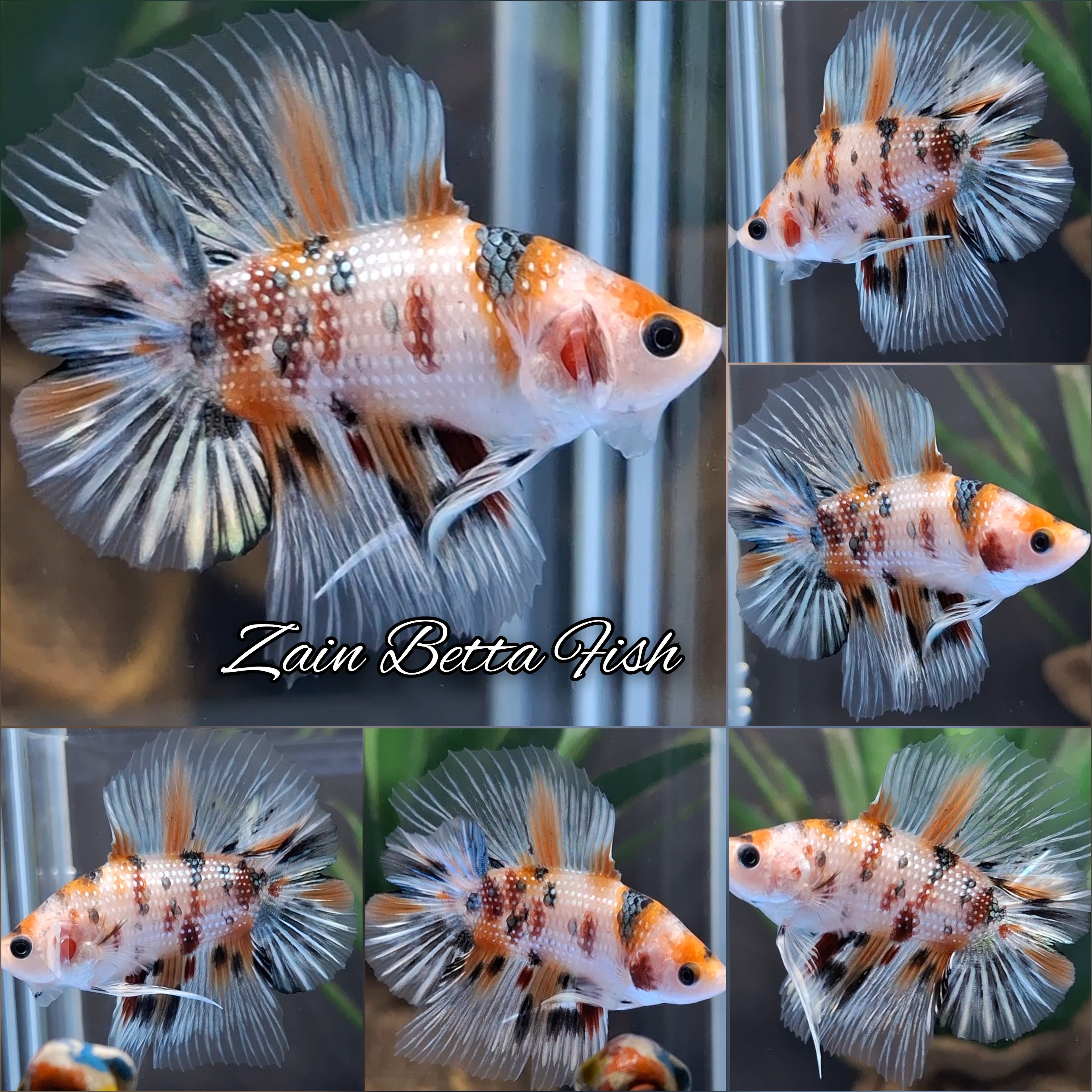 Double Tail Fancy Candy Copper Variant HMPK Betta Fish Male