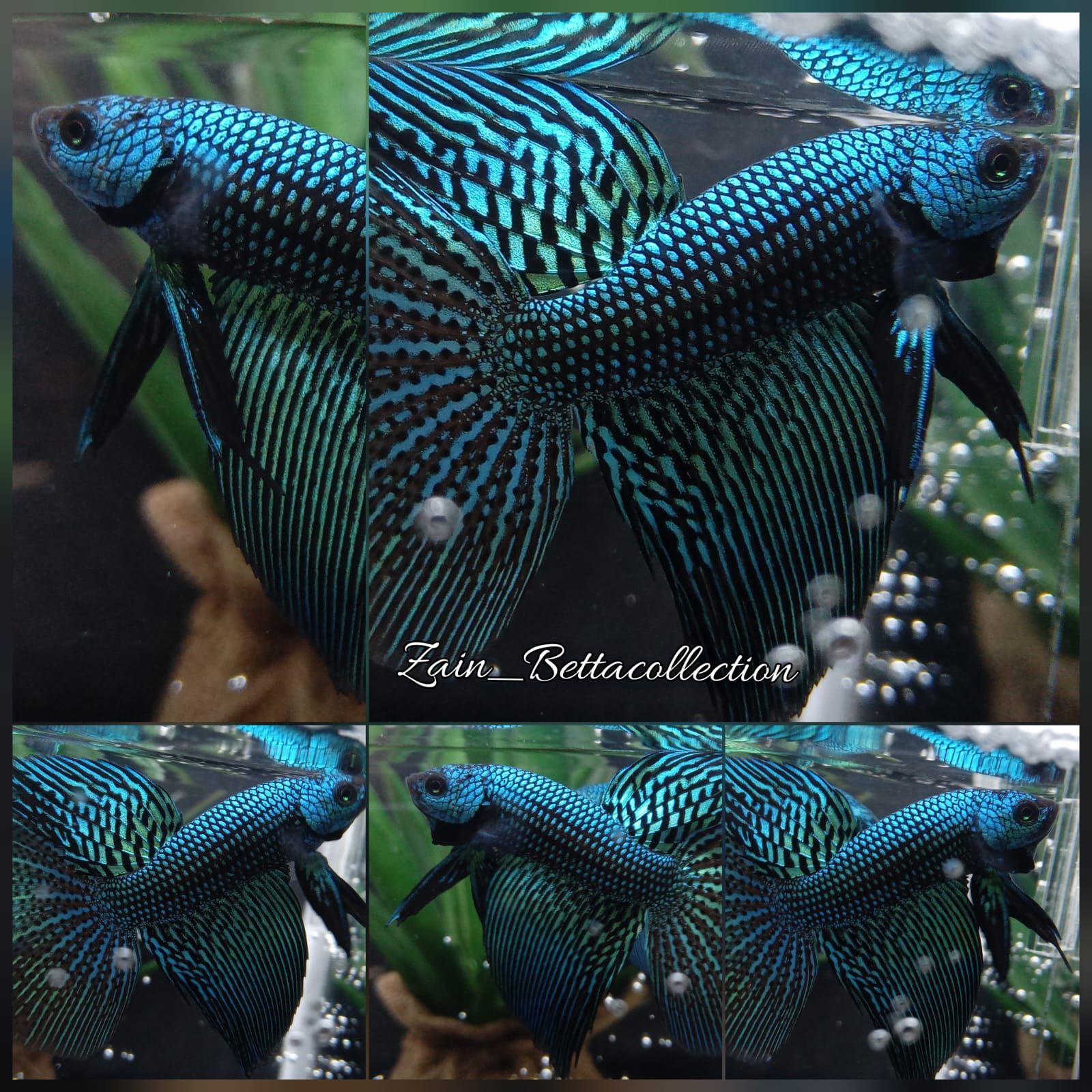 Luxury Halfmoon Delta Green Alien Hybrid Rare Betta Fish Male