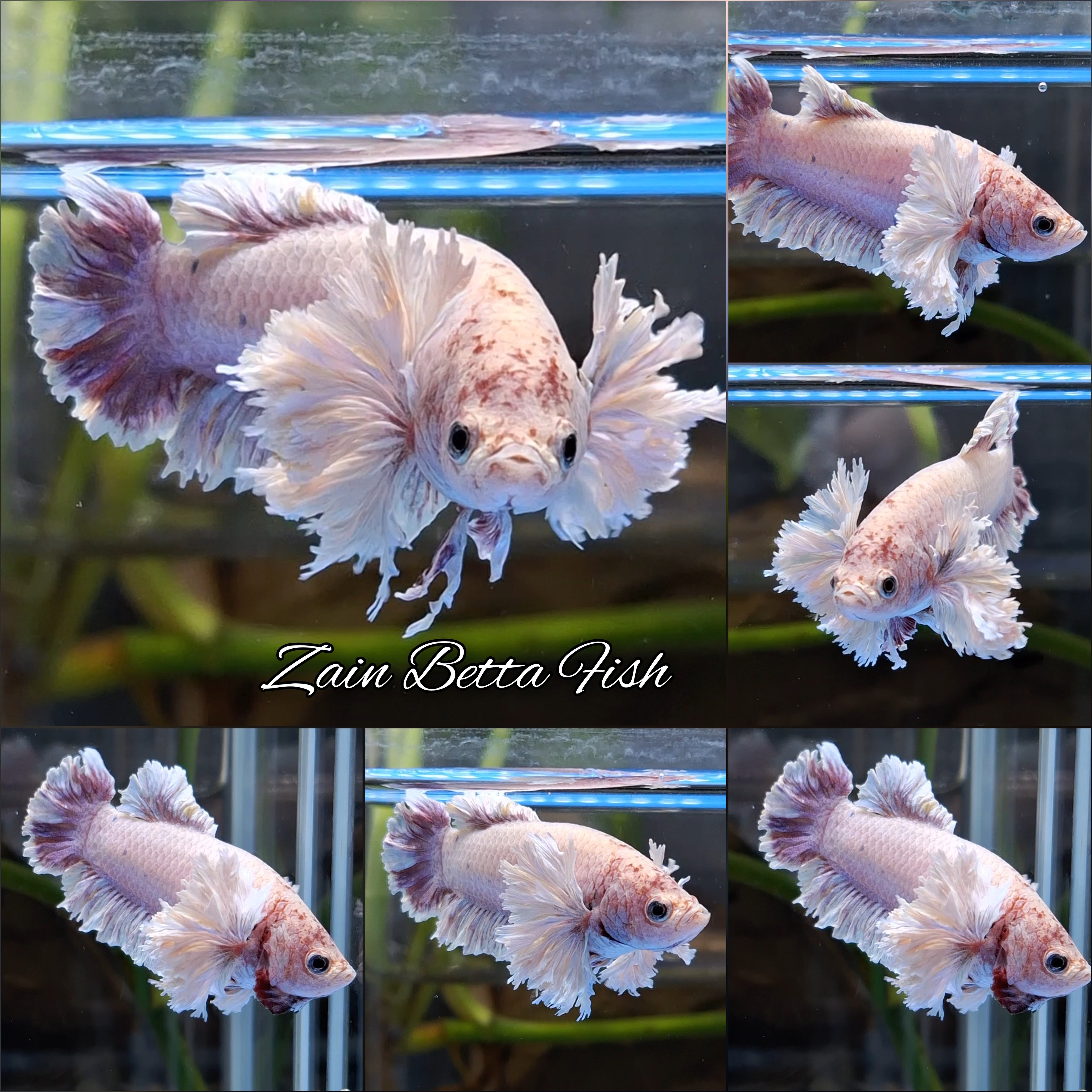 King Feathertail Rose Dumbo Ear Purple Pink Female Rare Betta Fish For Sorority / Breed