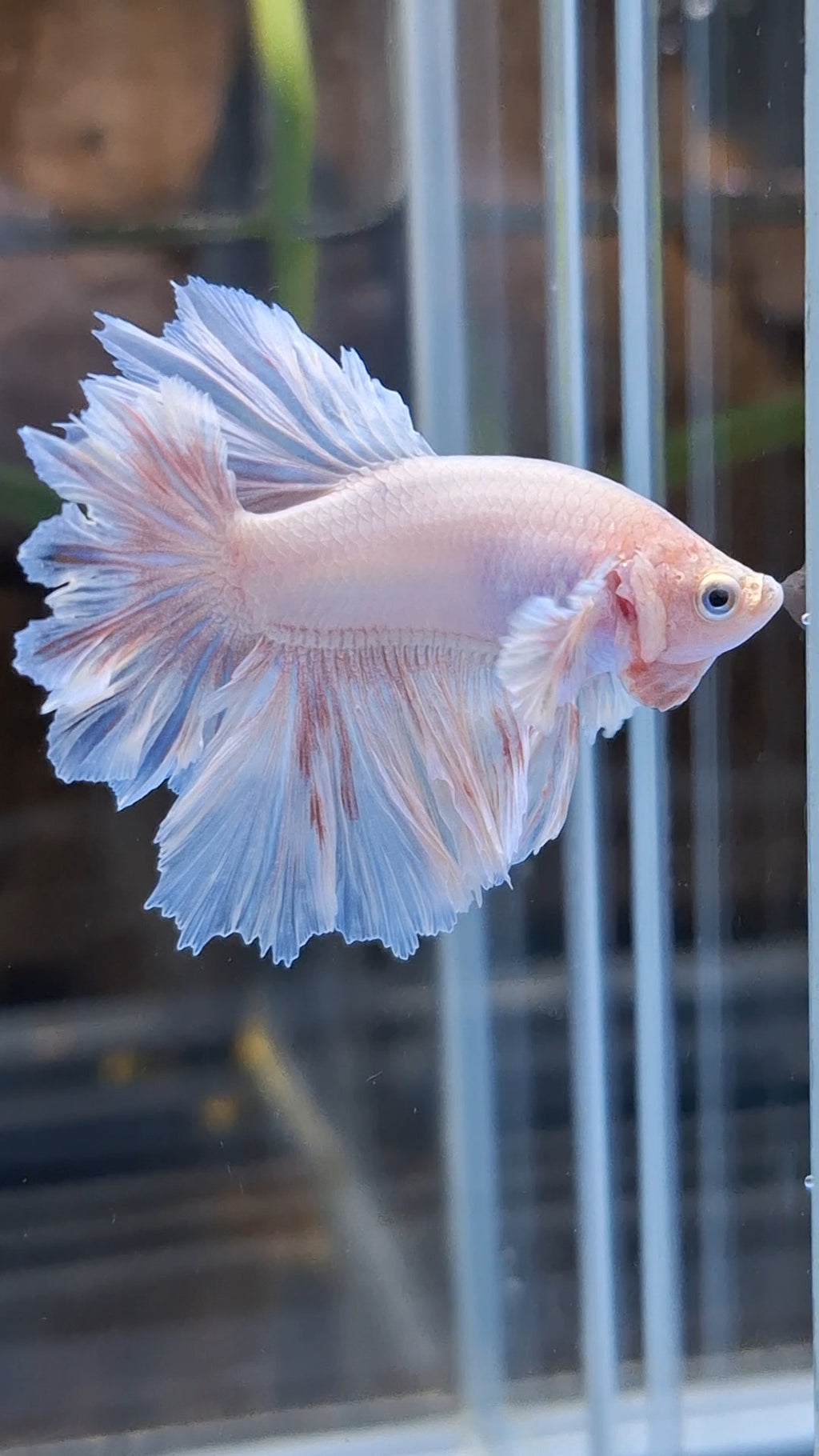 Junior King Feathertail Dumbo Ear Pink Betta Fish Male