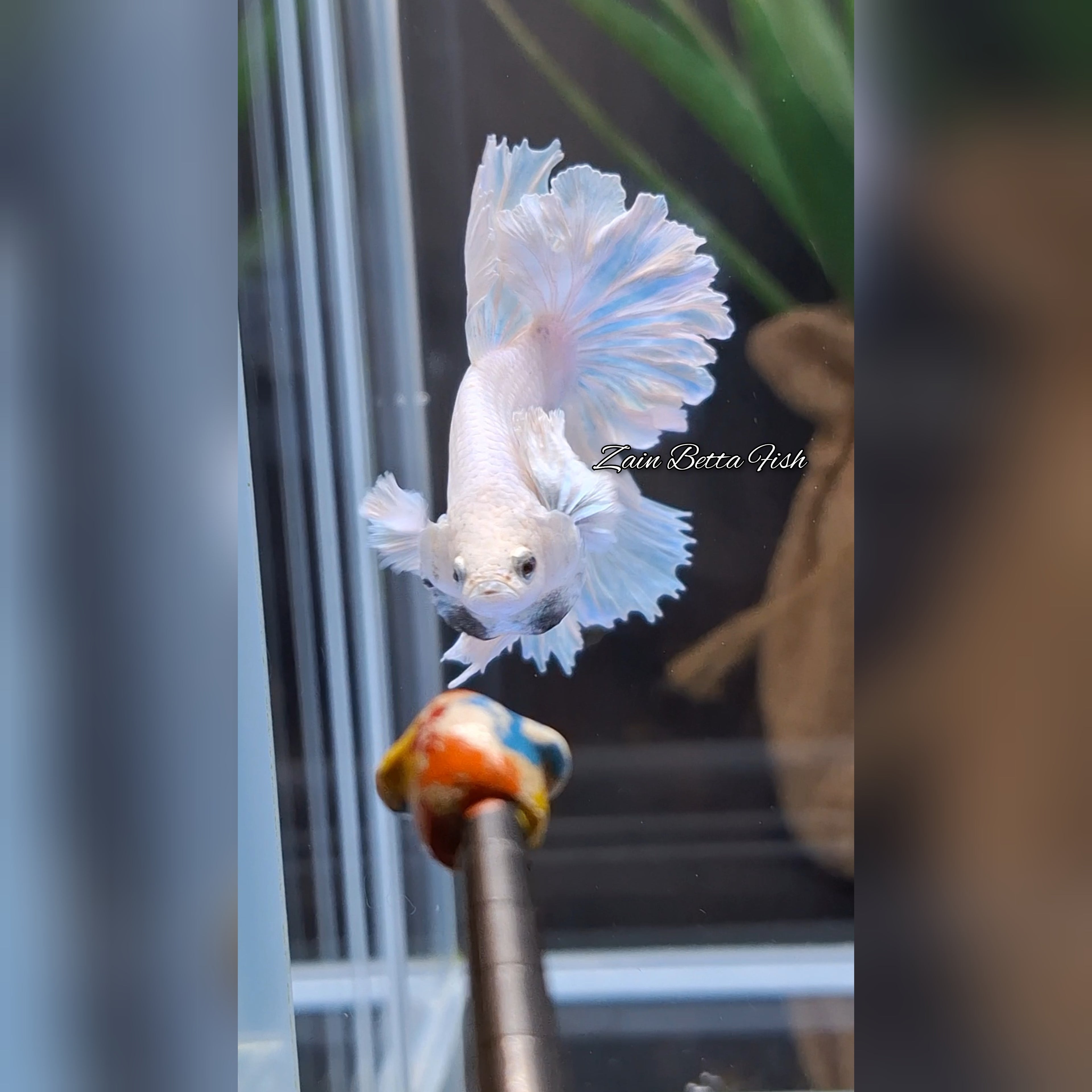 King Feathertail Dumbo Ear White Unicorn Premium Rare Betta Fish Male
